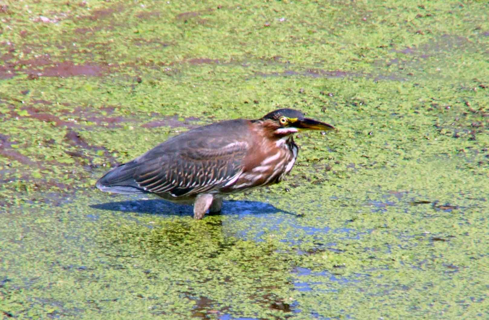 bird watching, C and O Canal, DC, Dick Maley, display, Fuji Digital Camera S9600, Hughes Hollow, Hunting Quarter Road, Marsh, Maryland, MD, Montgomery County, North America, photography, Poolesville, Potomac, Richard Maley, river, USA, Washington, Wetlands, Google Images, Green Heron, Kingdom: Animalia, Phylum: Chordata, Class: Aves, Subclass: Neornithes, Infraclass: Neognathae, Superorder: Neoaves, Order: Ciconiiformes, Family: Ardeidae, Genus: Butorides, Species: B virescens, Butorides virescens