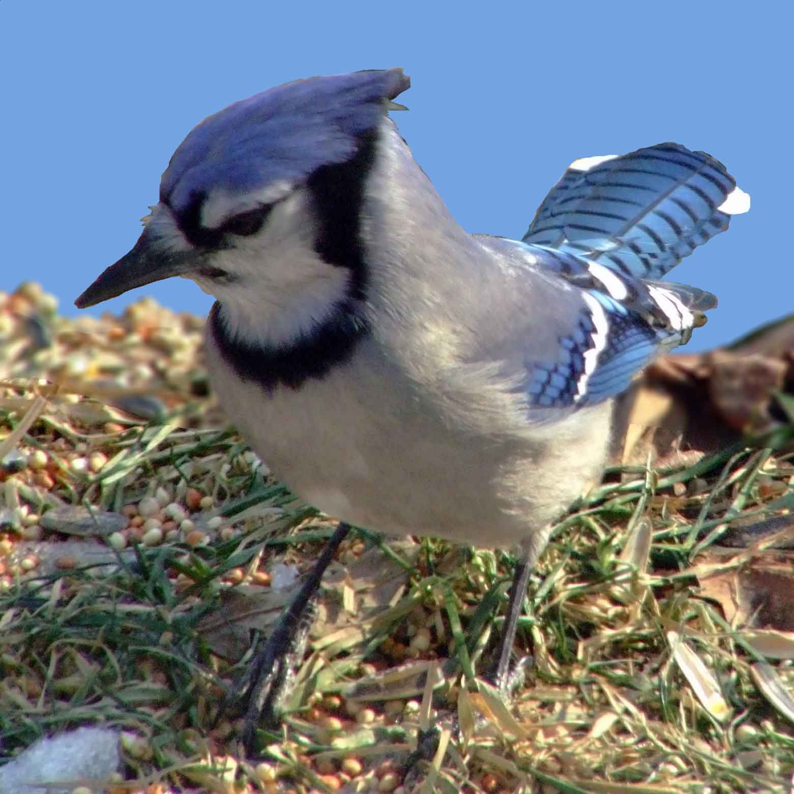 bird watching, C and O Canal, DC, Dick Maley, display, Fuji Digital Camera S9600, Hughes Hollow, Hunting Quarter Road, Marsh, Maryland, MD, Montgomery County, North America, photography, Poolesville, Potomac, Richard Maley, river, USA, Washington, Wetlands, Google Images, Blue Jay, Kingdom: Animalia, Phylum: Chordata, Class: Aves, Subclass: Neornithes, Infraclass: Neognathae, Superorder: Neoaves, Order: Passeriformes, Suborder: Passeri, Superfamily: Corvoidea, Family: Corvidae, Genus: Cyanocitta, Species: C cristata, Cyanocitta cristata