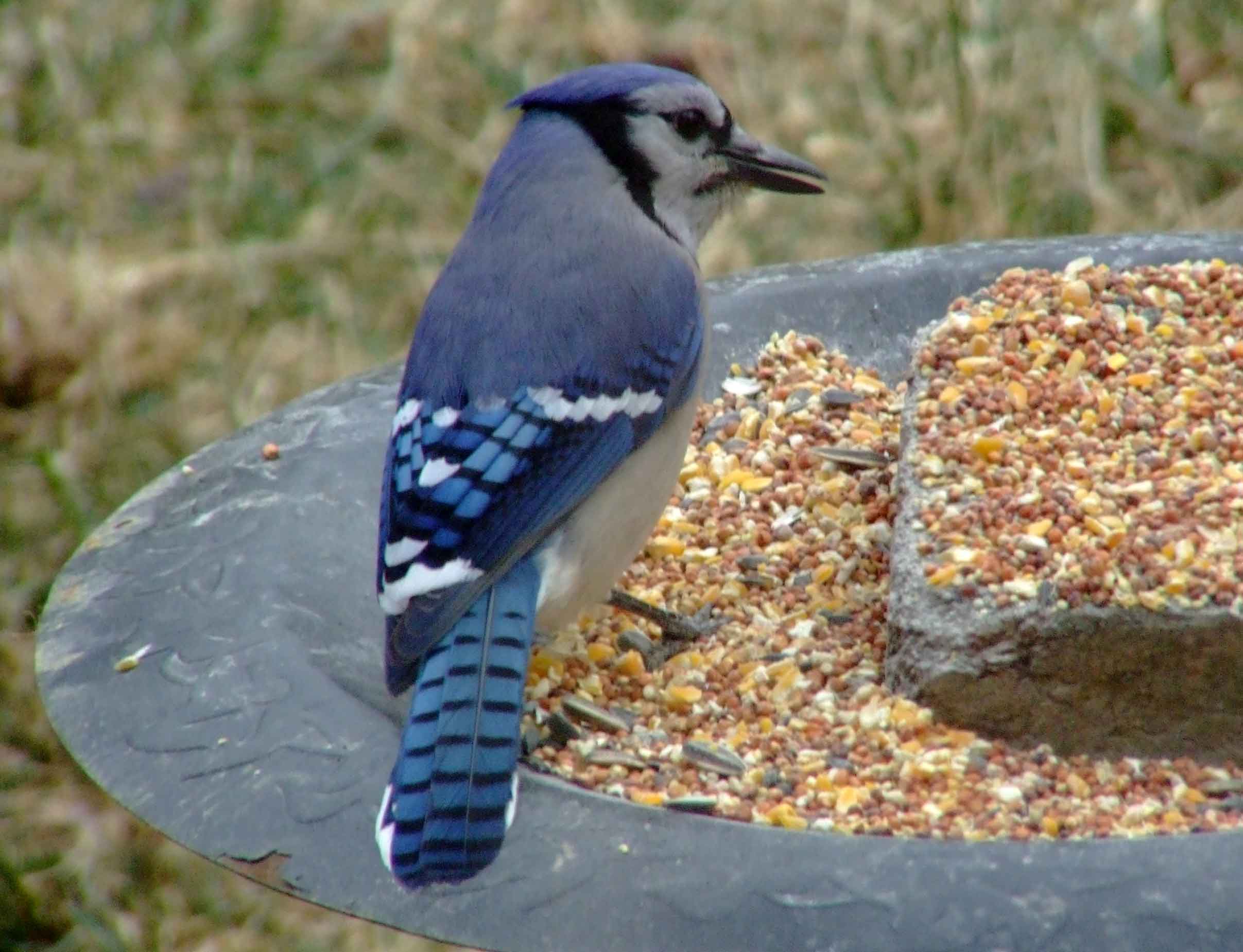 bird watching, C and O Canal, DC, Dick Maley, display, Fuji Digital Camera S9600, Hughes Hollow, Hunting Quarter Road, Marsh, Maryland, MD, Montgomery County, North America, photography, Poolesville, Potomac, Richard Maley, river, USA, Washington, Wetlands, Google Images, Blue Jay, Kingdom: Animalia, Phylum: Chordata, Class: Aves, Subclass: Neornithes, Infraclass: Neognathae, Superorder: Neoaves, Order: Passeriformes, Suborder: Passeri, Superfamily: Corvoidea, Family: Corvidae, Genus: Cyanocitta, Species: C cristata, Cyanocitta cristata