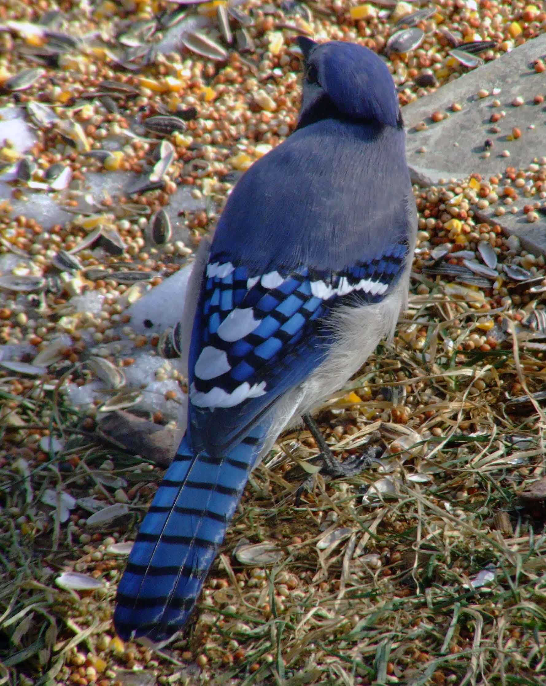 bird watching, C and O Canal, DC, Dick Maley, display, Fuji Digital Camera S9600, Hughes Hollow, Hunting Quarter Road, Marsh, Maryland, MD, Montgomery County, North America, photography, Poolesville, Potomac, Richard Maley, river, USA, Washington, Wetlands, Google Images, Blue Jay, Kingdom: Animalia, Phylum: Chordata, Class: Aves, Subclass: Neornithes, Infraclass: Neognathae, Superorder: Neoaves, Order: Passeriformes, Suborder: Passeri, Superfamily: Corvoidea, Family: Corvidae, Genus: Cyanocitta, Species: C cristata, Cyanocitta cristata