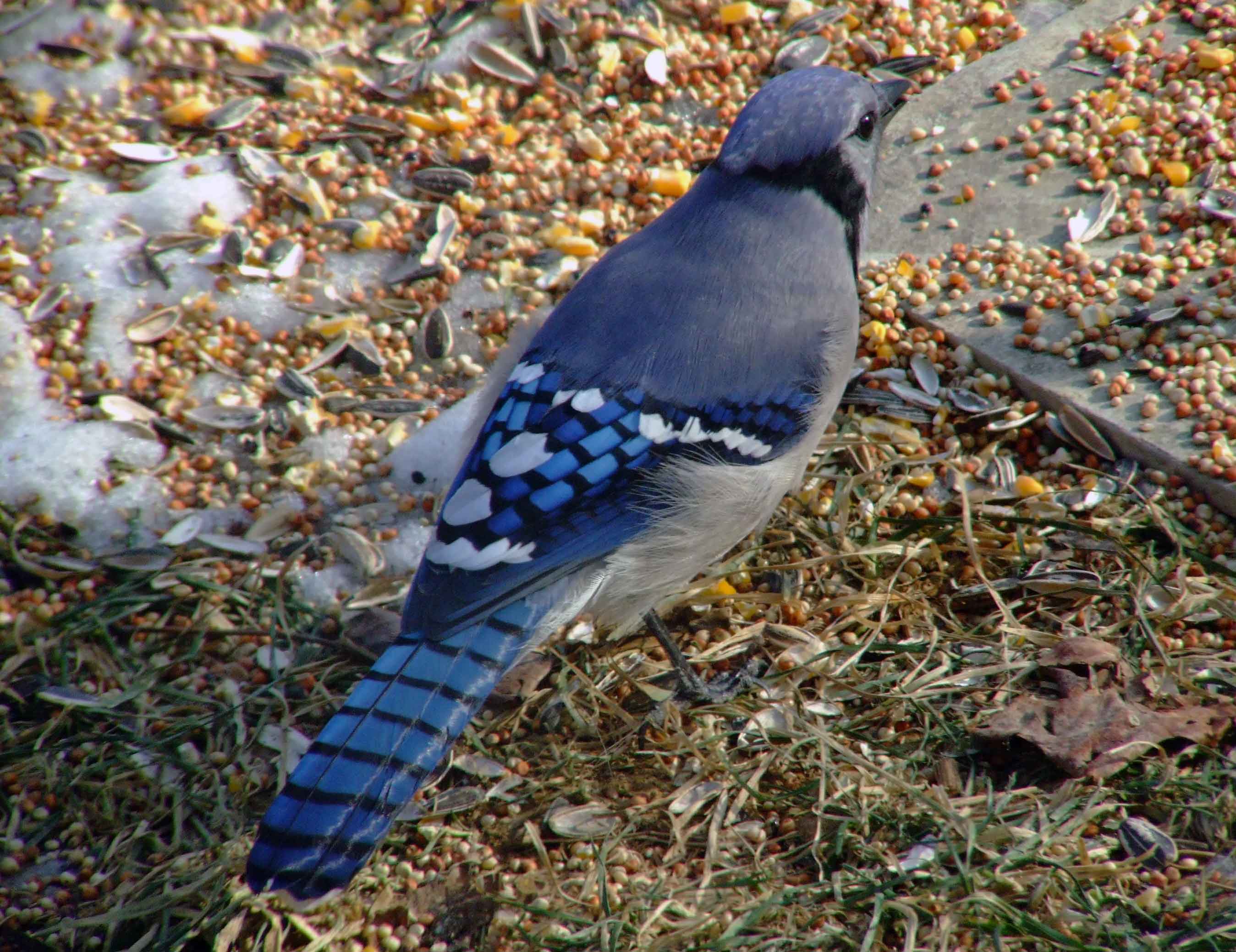 bird watching, C and O Canal, DC, Dick Maley, display, Fuji Digital Camera S9600, Hughes Hollow, Hunting Quarter Road, Marsh, Maryland, MD, Montgomery County, North America, photography, Poolesville, Potomac, Richard Maley, river, USA, Washington, Wetlands, Google Images, Blue Jay, Kingdom: Animalia, Phylum: Chordata, Class: Aves, Subclass: Neornithes, Infraclass: Neognathae, Superorder: Neoaves, Order: Passeriformes, Suborder: Passeri, Superfamily: Corvoidea, Family: Corvidae, Genus: Cyanocitta, Species: C cristata, Cyanocitta cristata