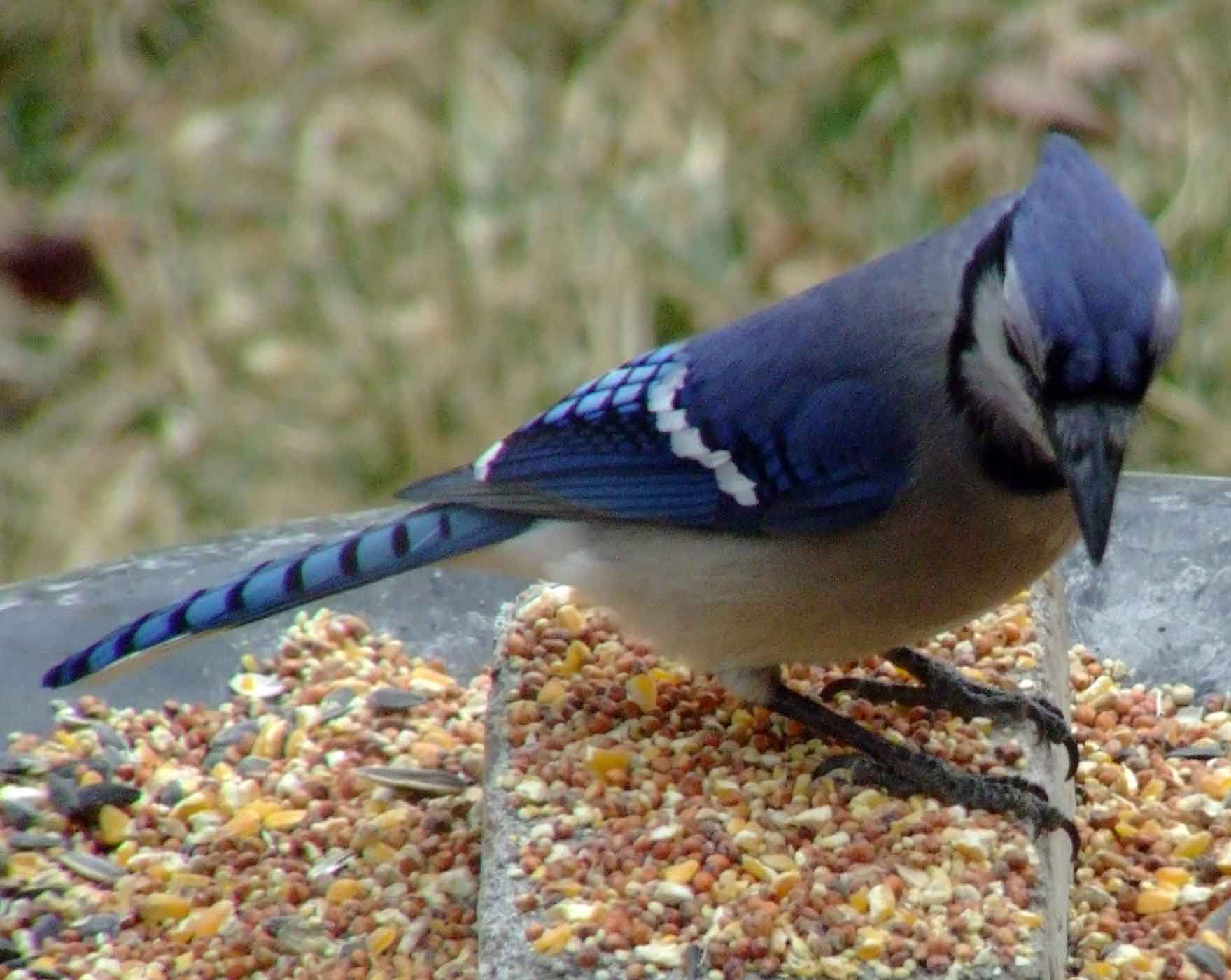 bird watching, C and O Canal, DC, Dick Maley, display, Fuji Digital Camera S9600, Hughes Hollow, Hunting Quarter Road, Marsh, Maryland, MD, Montgomery County, North America, photography, Poolesville, Potomac, Richard Maley, river, USA, Washington, Wetlands, Google Images, Blue Jay, Kingdom: Animalia, Phylum: Chordata, Class: Aves, Subclass: Neornithes, Infraclass: Neognathae, Superorder: Neoaves, Order: Passeriformes, Suborder: Passeri, Superfamily: Corvoidea, Family: Corvidae, Genus: Cyanocitta, Species: C cristata, Cyanocitta cristata