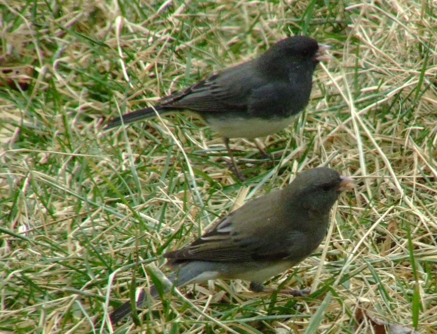 binoculars, bird watching, C&O Canal, camera, Class:Aves, dark-eyed junco, DC, Dick Maley, digiscoping, display, focus, Fuji Digital Camera S9600, hiking, Hughes Hollow, Hunting Quarter Road, in focus, Marsh, Maryland, mating, MD, Montgomery County, nature, North America, photography, photoshop, Poolesville, Potomac, Potomac Maryland, refractor, resolution, Richard Maley, ritual, river, sharp, telephoto, telescope, USA, Washington, Wetlands