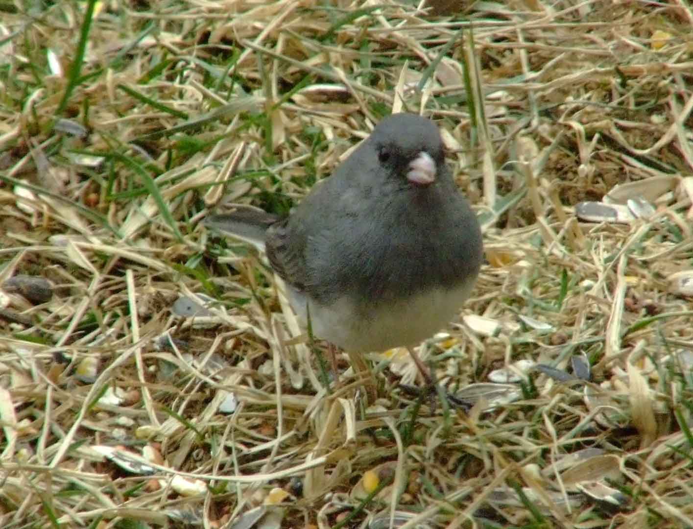 binoculars, bird watching, C&O Canal, camera, Class:Aves, dark-eyed junco, DC, Dick Maley, digiscoping, display, focus, Fuji Digital Camera S9600, hiking, Hughes Hollow, Hunting Quarter Road, in focus, Marsh, Maryland, mating, MD, Montgomery County, nature, North America, photography, photoshop, Poolesville, Potomac, Potomac Maryland, refractor, resolution, Richard Maley, ritual, river, sharp, telephoto, telescope, USA, Washington, Wetlands