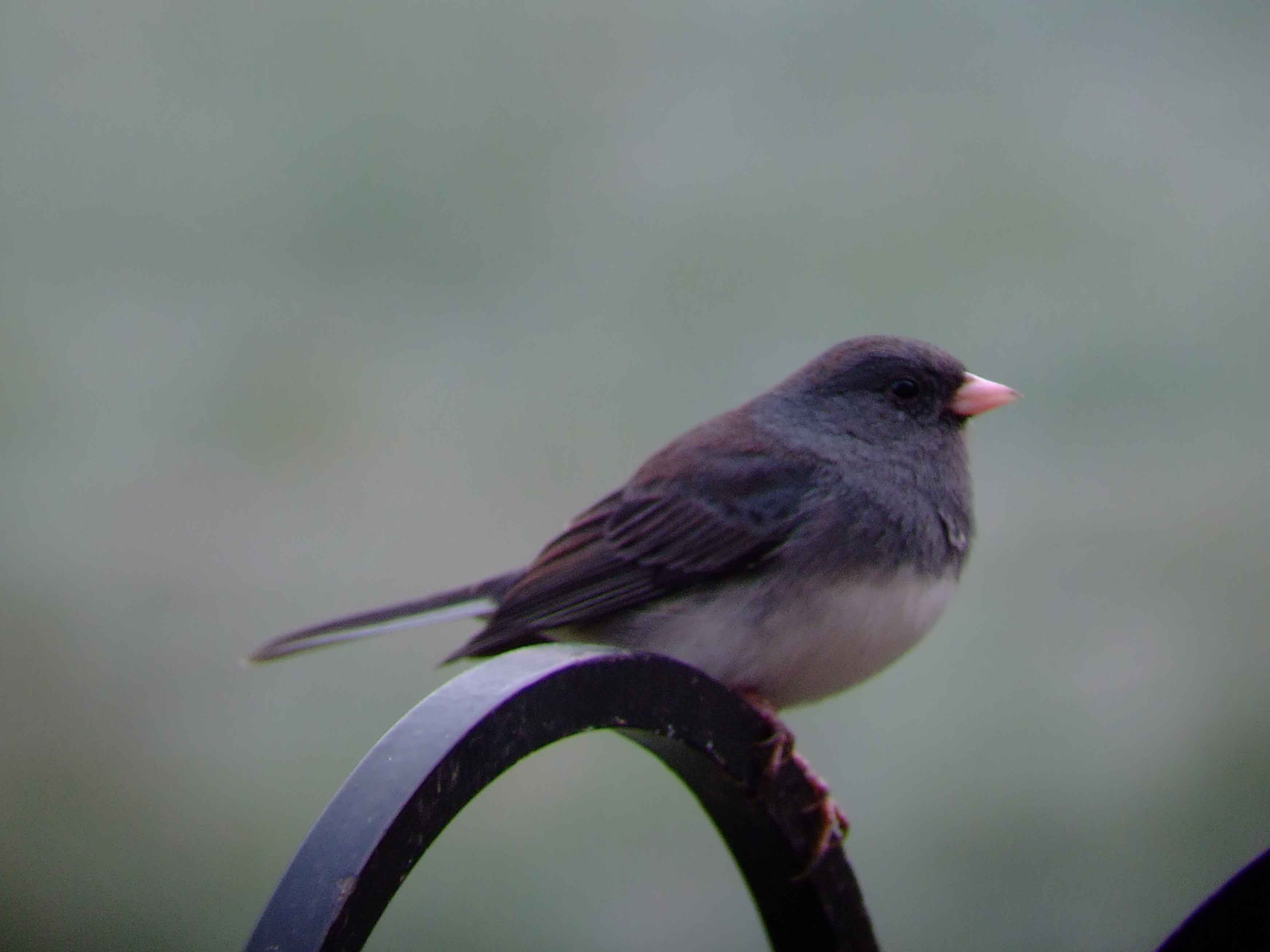 binoculars, bird watching, C&O Canal, camera, Class:Aves, dark-eyed junco, DC, Dick Maley, digiscoping, display, focus, Fuji Digital Camera S9600, hiking, Hughes Hollow, Hunting Quarter Road, in focus, Marsh, Maryland, mating, MD, Montgomery County, nature, North America, photography, photoshop, Poolesville, Potomac, Potomac Maryland, refractor, resolution, Richard Maley, ritual, river, sharp, telephoto, telescope, USA, Washington, Wetlands