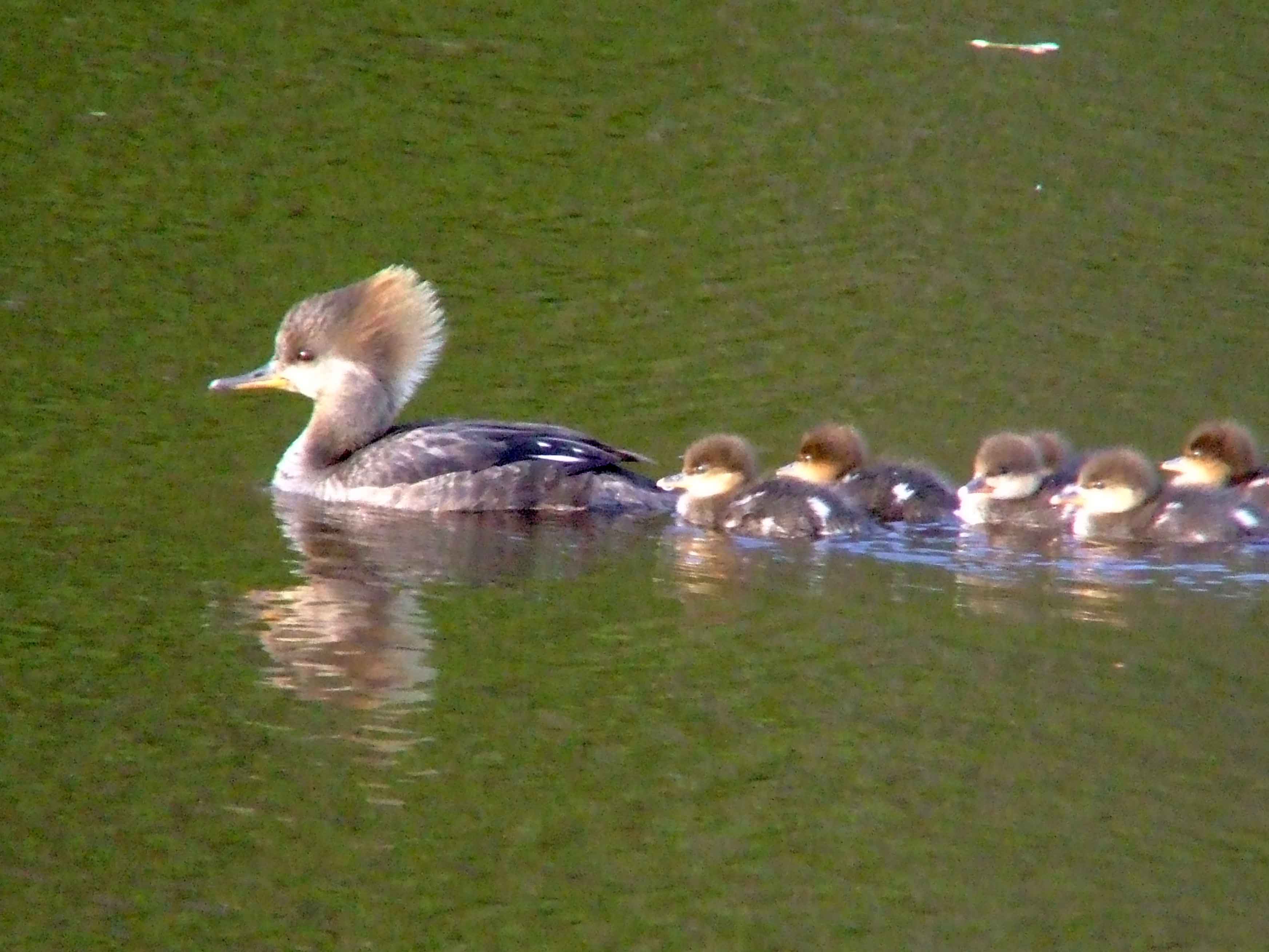 bird watching, C and O Canal, DC, Dick Maley, display, Fuji Digital Camera S9600, Hughes Hollow, Hunting Quarter Road, Marsh, Maryland, MD, Montgomery County, North America, photography, Poolesville, Potomac, Richard Maley, river, USA, Washington, Wetlands, Google Images, Hooded Merganser (female), Kingdom: Animalia, Phylum: Chordata, Class: Aves, Order: Anseriformes, Family: Anatidae, Genus: Lophodytes, Species: L cucullatus, Lophodytes cucullatus