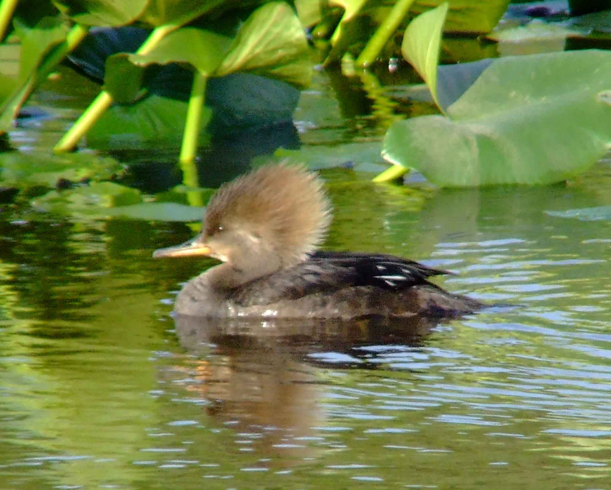 bird watching, C and O Canal, DC, Dick Maley, display, Fuji Digital Camera S9600, Hughes Hollow, Hunting Quarter Road, Marsh, Maryland, MD, Montgomery County, North America, photography, Poolesville, Potomac, Richard Maley, river, USA, Washington, Wetlands, Google Images, Hooded Merganser (female), Kingdom: Animalia, Phylum: Chordata, Class: Aves, Order: Anseriformes, Family: Anatidae, Genus: Lophodytes, Species: L cucullatus, Lophodytes cucullatus