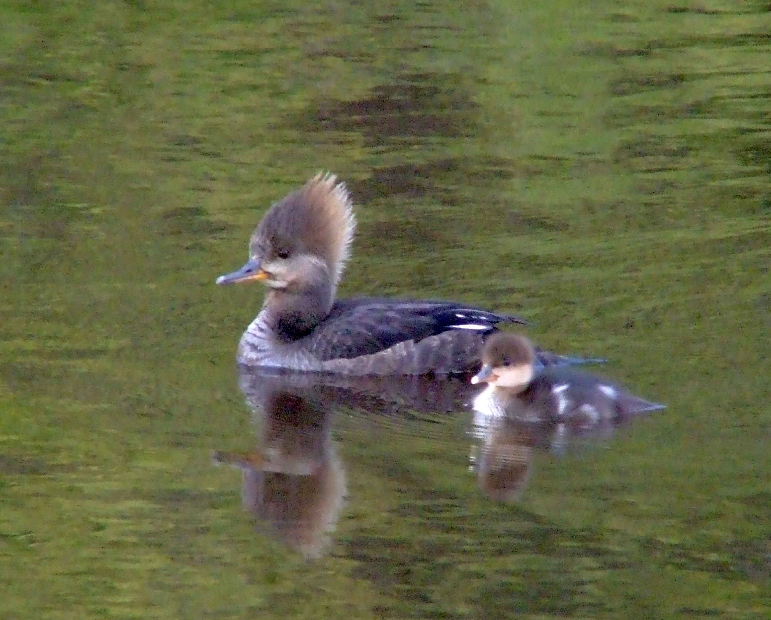 bird watching, C and O Canal, DC, Dick Maley, display, Fuji Digital Camera S9600, Hughes Hollow, Hunting Quarter Road, Marsh, Maryland, MD, Montgomery County, North America, photography, Poolesville, Potomac, Richard Maley, river, USA, Washington, Wetlands, Google Images, Hooded Merganser (female), Kingdom: Animalia, Phylum: Chordata, Class: Aves, Order: Anseriformes, Family: Anatidae, Genus: Lophodytes, Species: L cucullatus, Lophodytes cucullatus