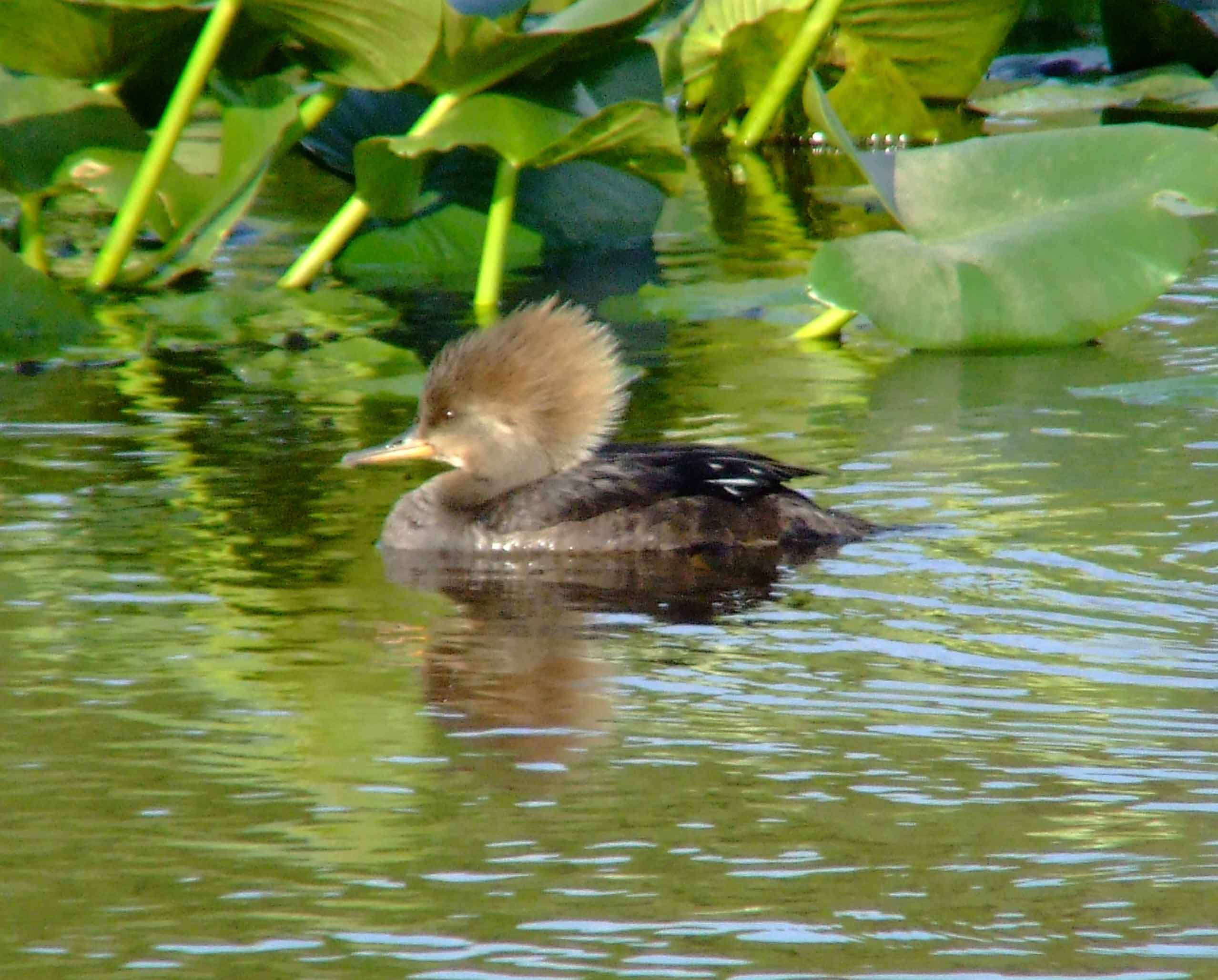 bird watching, C and O Canal, DC, Dick Maley, display, Fuji Digital Camera S9600, Hughes Hollow, Hunting Quarter Road, Marsh, Maryland, MD, Montgomery County, North America, photography, Poolesville, Potomac, Richard Maley, river, USA, Washington, Wetlands, Google Images, Hooded Merganser (female), Kingdom: Animalia, Phylum: Chordata, Class: Aves, Order: Anseriformes, Family: Anatidae, Genus: Lophodytes, Species: L cucullatus, Lophodytes cucullatus