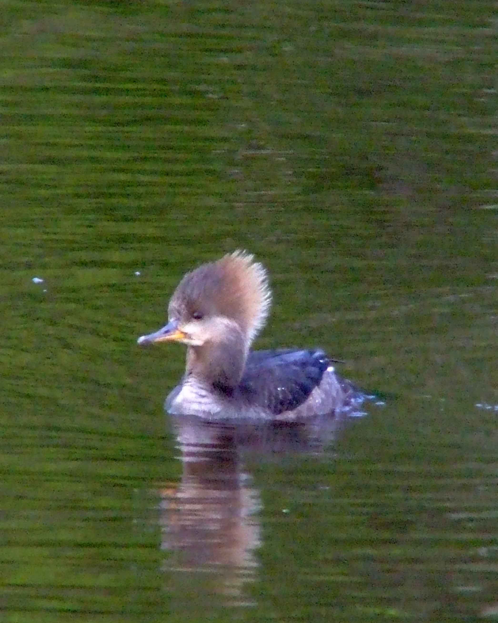 bird watching, C and O Canal, DC, Dick Maley, display, Fuji Digital Camera S9600, Hughes Hollow, Hunting Quarter Road, Marsh, Maryland, MD, Montgomery County, North America, photography, Poolesville, Potomac, Richard Maley, river, USA, Washington, Wetlands, Google Images, Hooded Merganser (female), Kingdom: Animalia, Phylum: Chordata, Class: Aves, Order: Anseriformes, Family: Anatidae, Genus: Lophodytes, Species: L cucullatus, Lophodytes cucullatus