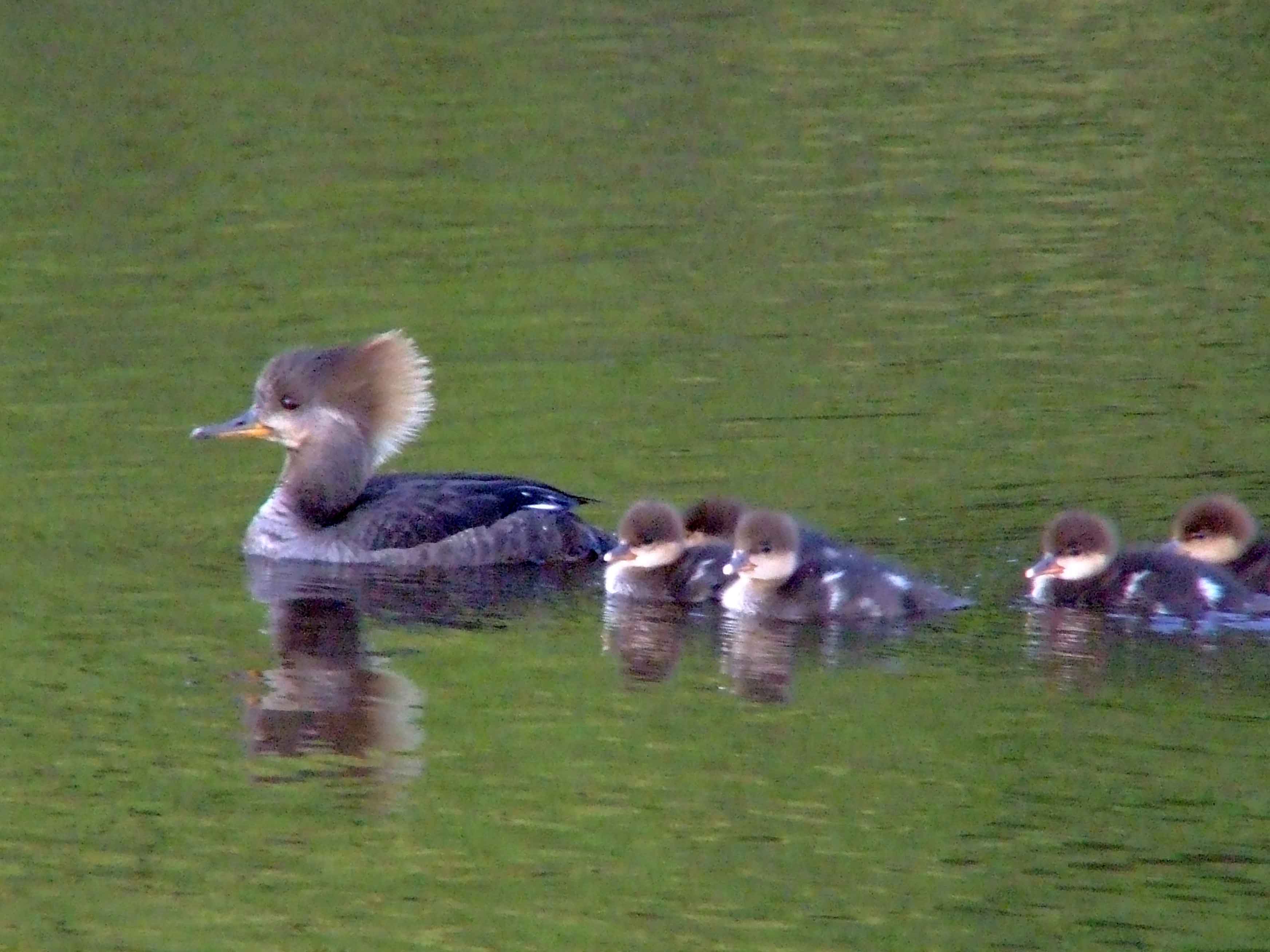 bird watching, C and O Canal, DC, Dick Maley, display, Fuji Digital Camera S9600, Hughes Hollow, Hunting Quarter Road, Marsh, Maryland, MD, Montgomery County, North America, photography, Poolesville, Potomac, Richard Maley, river, USA, Washington, Wetlands, Google Images, Hooded Merganser (female), Kingdom: Animalia, Phylum: Chordata, Class: Aves, Order: Anseriformes, Family: Anatidae, Genus: Lophodytes, Species: L cucullatus, Lophodytes cucullatus