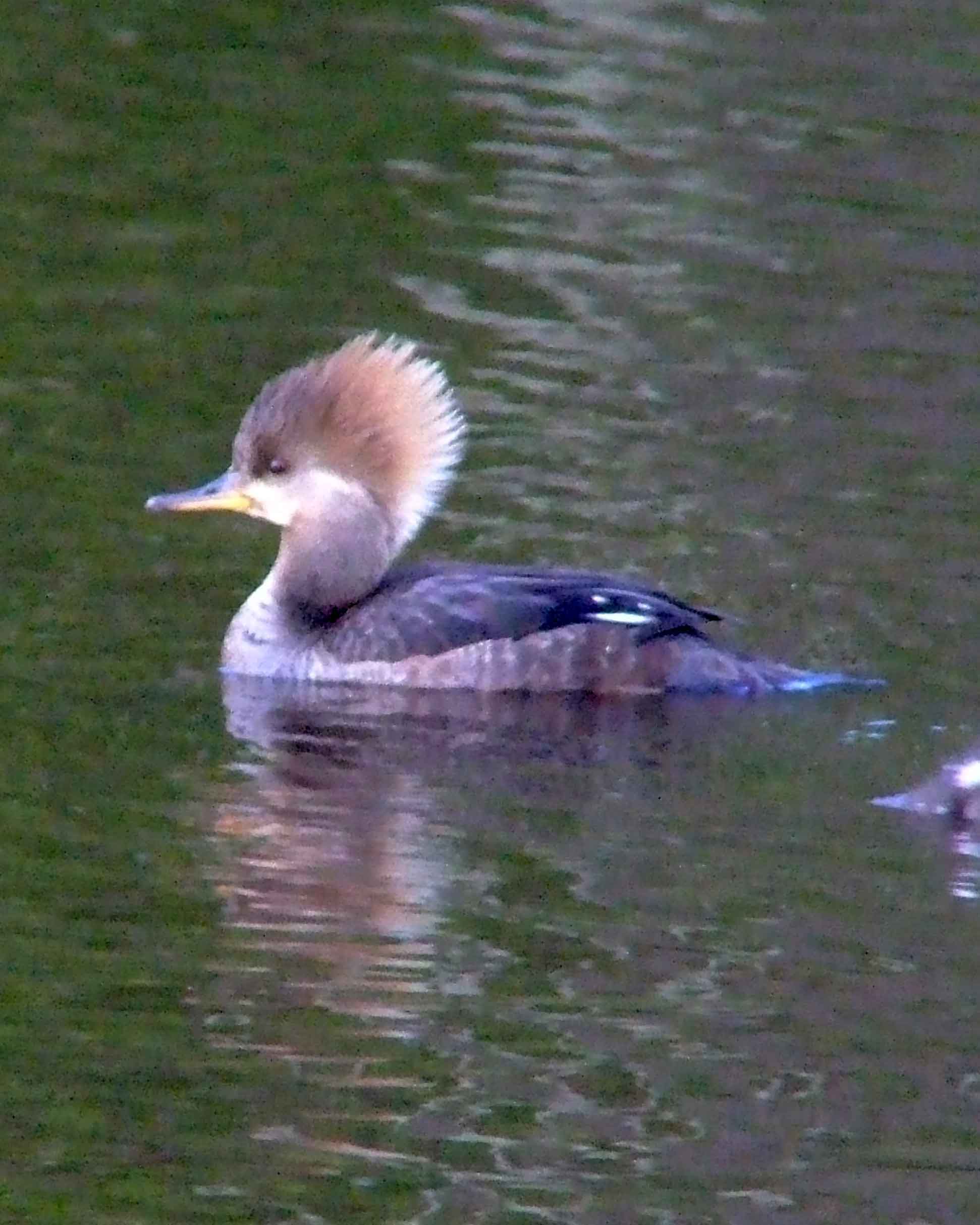 bird watching, C and O Canal, DC, Dick Maley, display, Fuji Digital Camera S9600, Hughes Hollow, Hunting Quarter Road, Marsh, Maryland, MD, Montgomery County, North America, photography, Poolesville, Potomac, Richard Maley, river, USA, Washington, Wetlands, Google Images, Hooded Merganser (female), Kingdom: Animalia, Phylum: Chordata, Class: Aves, Order: Anseriformes, Family: Anatidae, Genus: Lophodytes, Species: L cucullatus, Lophodytes cucullatus