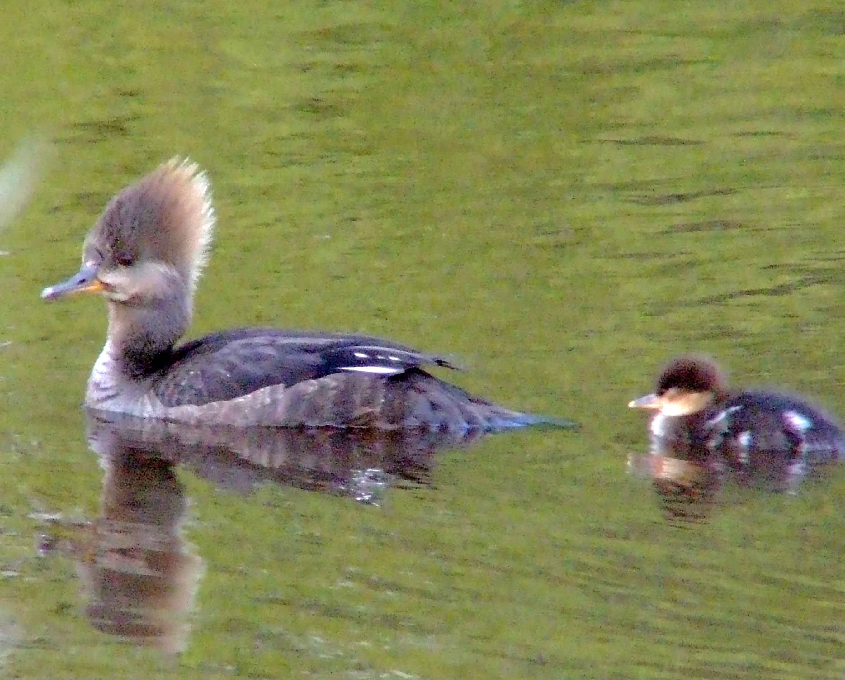 bird watching, C and O Canal, DC, Dick Maley, display, Fuji Digital Camera S9600, Hughes Hollow, Hunting Quarter Road, Marsh, Maryland, MD, Montgomery County, North America, photography, Poolesville, Potomac, Richard Maley, river, USA, Washington, Wetlands, Google Images, Hooded Merganser (female), Kingdom: Animalia, Phylum: Chordata, Class: Aves, Order: Anseriformes, Family: Anatidae, Genus: Lophodytes, Species: L cucullatus, Lophodytes cucullatus