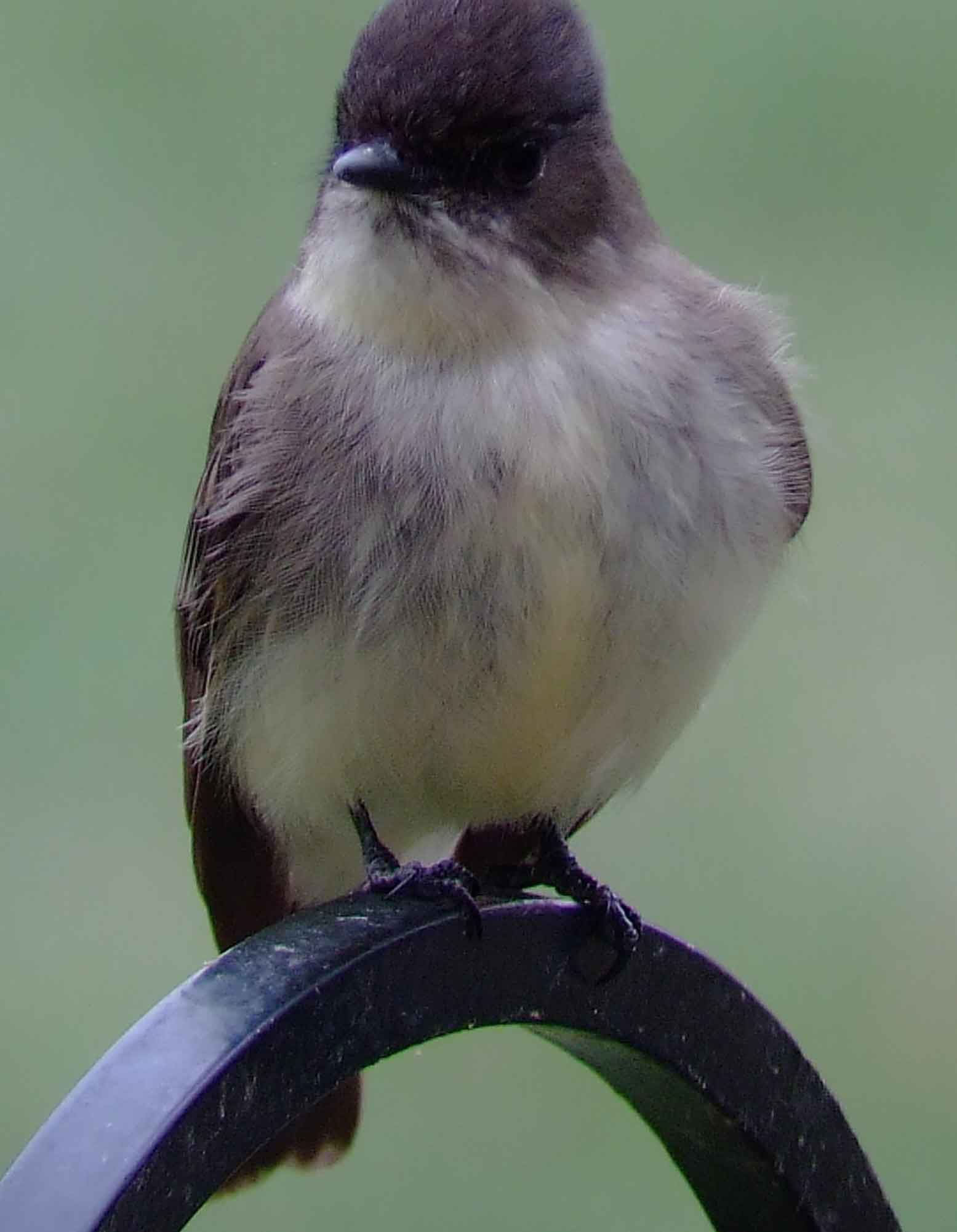 art, binoculars, bird, bird watching, birder, birdwatching, C and O Canal, C&O Canal, camera, camping, Class: Aves, Dark grayish brown back and head, DC, Dick Maley, digiscoping, Digital Camera, Eastern Phoebe, fee-bee, first banded bird in North America, Fuji Digital Camera S9600, Google Images, hiking, Hughes Hollow, Hunting Quarter Road, images, information, John James Audubon, Lighter underparts, loner, Marsh, Maryland, mating, MD, Montgomery County, nature, No eyering or conspicuous wingbars, North America, photo, photograph, photography, Photoshop, picture, Poolesville, Potomac, Potomac Maryland, refractor, Richard Maley, river, Sexes alike, Small songbird, species, telephoto, telescope, USA, Wags tail, Washington, Wetlands