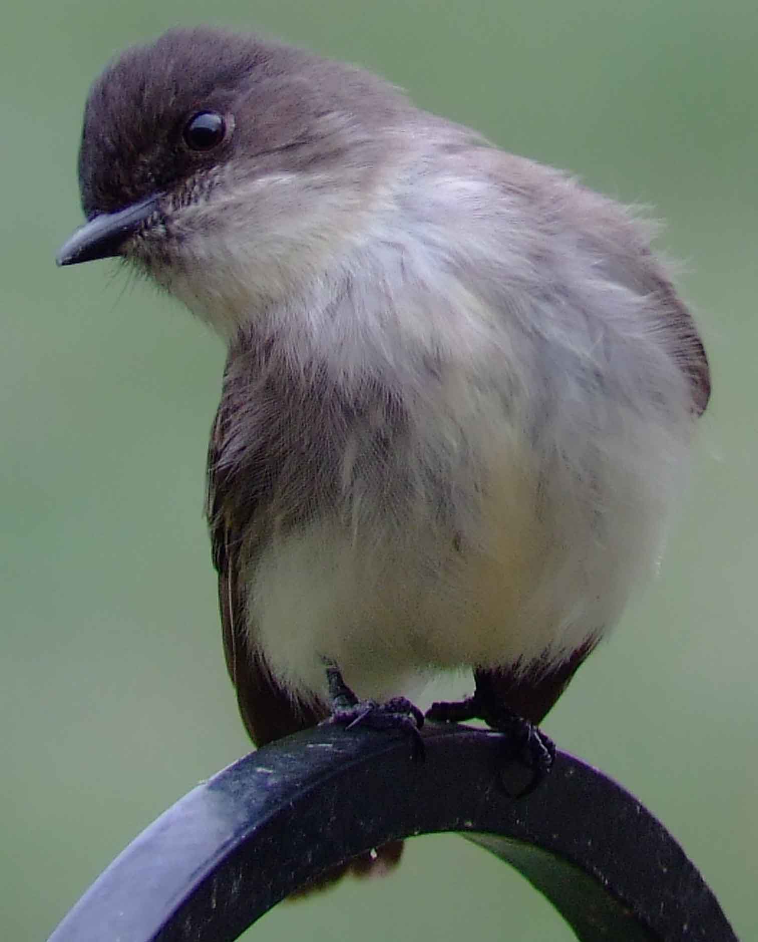 art, binoculars, bird, bird watching, birder, birdwatching, C and O Canal, C&O Canal, camera, camping, Class: Aves, Dark grayish brown back and head, DC, Dick Maley, digiscoping, Digital Camera, Eastern Phoebe, fee-bee, first banded bird in North America, Fuji Digital Camera S9600, Google Images, hiking, Hughes Hollow, Hunting Quarter Road, images, information, John James Audubon, Lighter underparts, loner, Marsh, Maryland, mating, MD, Montgomery County, nature, No eyering or conspicuous wingbars, North America, photo, photograph, photography, Photoshop, picture, Poolesville, Potomac, Potomac Maryland, refractor, Richard Maley, river, Sexes alike, Small songbird, species, telephoto, telescope, USA, Wags tail, Washington, Wetlands