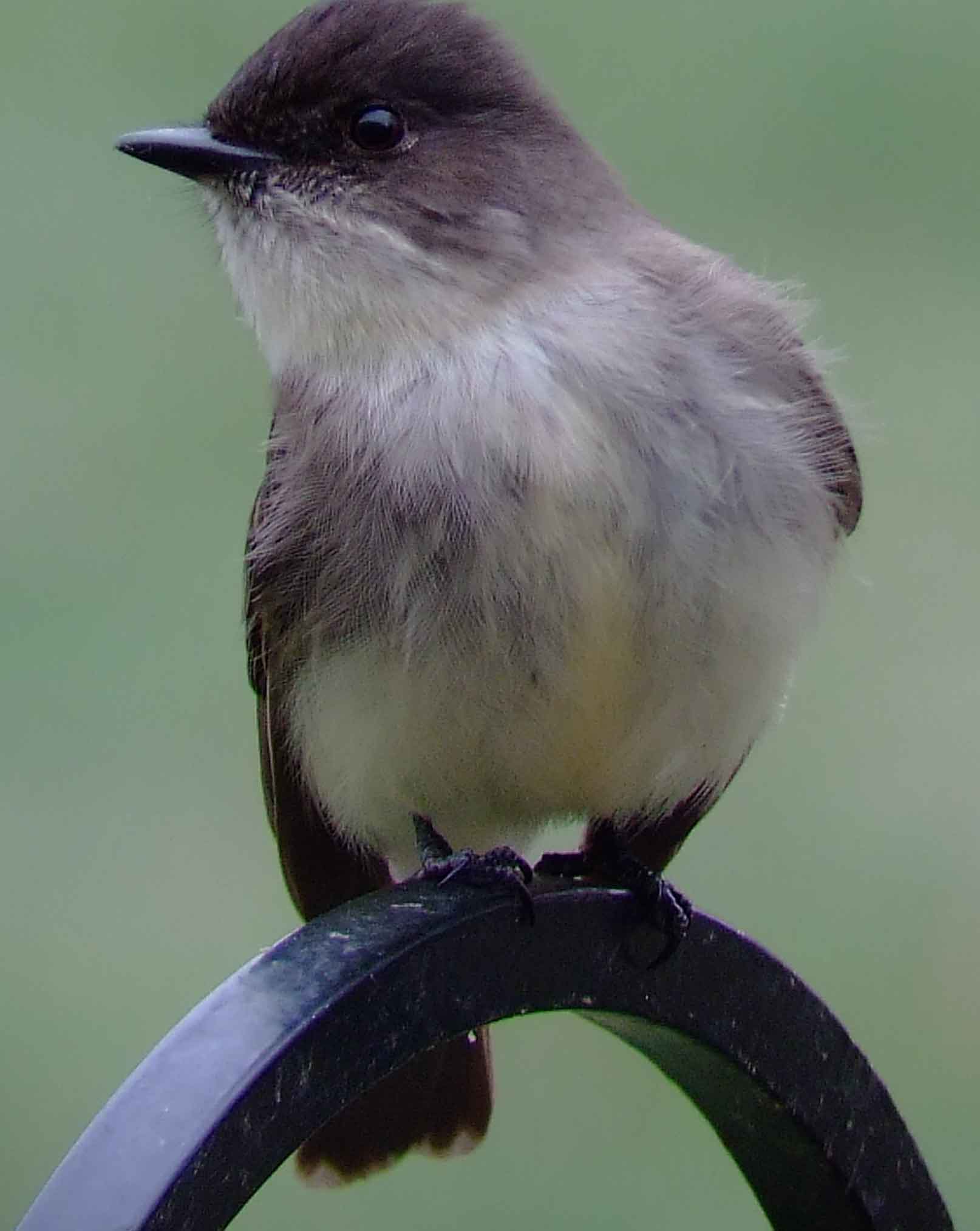 art, binoculars, bird, bird watching, birder, birdwatching, C and O Canal, C&O Canal, camera, camping, Class: Aves, Dark grayish brown back and head, DC, Dick Maley, digiscoping, Digital Camera, Eastern Phoebe, fee-bee, first banded bird in North America, Fuji Digital Camera S9600, Google Images, hiking, Hughes Hollow, Hunting Quarter Road, images, information, John James Audubon, Lighter underparts, loner, Marsh, Maryland, mating, MD, Montgomery County, nature, No eyering or conspicuous wingbars, North America, photo, photograph, photography, Photoshop, picture, Poolesville, Potomac, Potomac Maryland, refractor, Richard Maley, river, Sexes alike, Small songbird, species, telephoto, telescope, USA, Wags tail, Washington, Wetlands