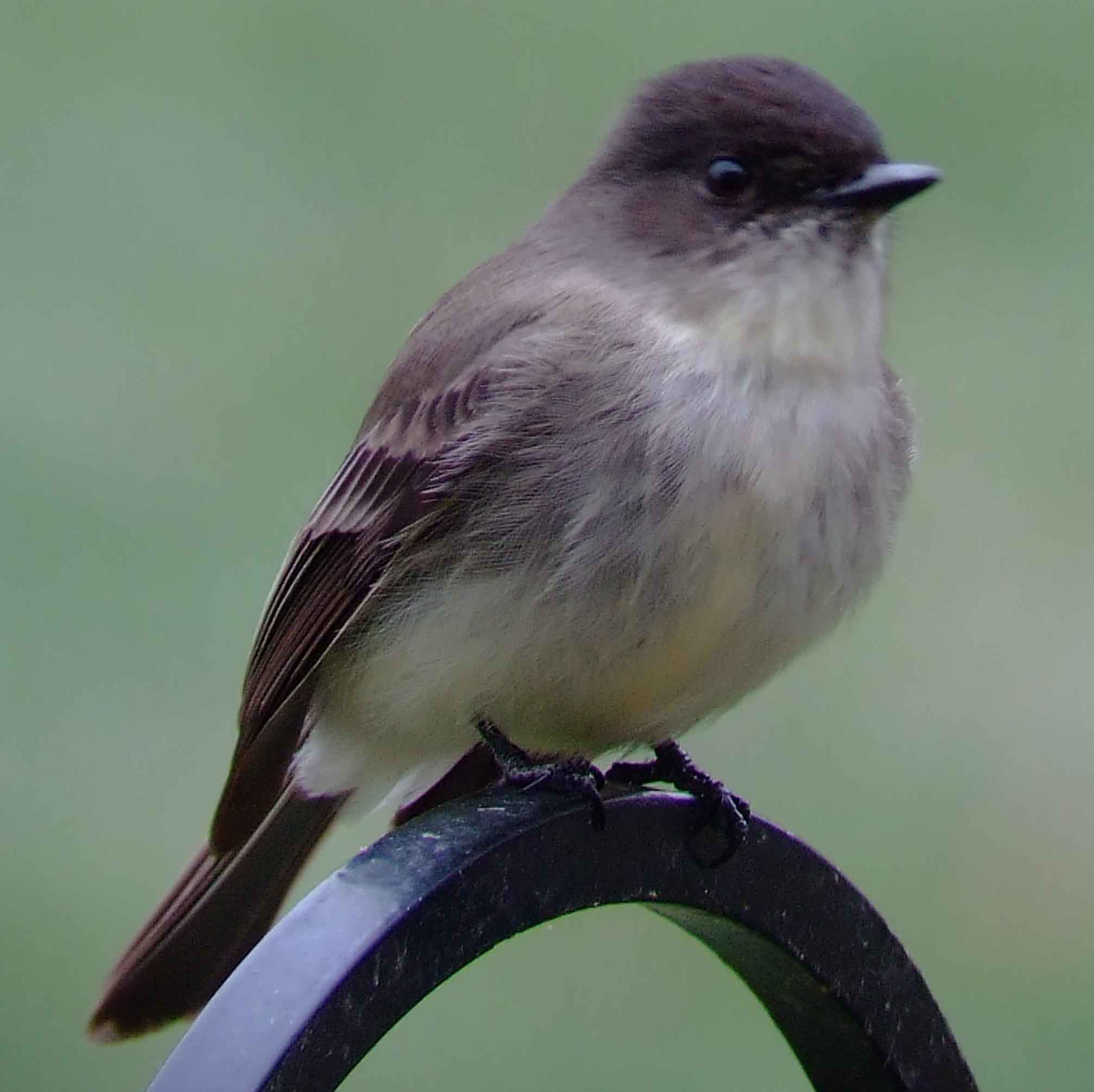 art, binoculars, bird, bird watching, birder, birdwatching, C and O Canal, C&O Canal, camera, camping, Class: Aves, Dark grayish brown back and head, DC, Dick Maley, digiscoping, Digital Camera, Eastern Phoebe, fee-bee, first banded bird in North America, Fuji Digital Camera S9600, Google Images, hiking, Hughes Hollow, Hunting Quarter Road, images, information, John James Audubon, Lighter underparts, loner, Marsh, Maryland, mating, MD, Montgomery County, nature, No eyering or conspicuous wingbars, North America, photo, photograph, photography, Photoshop, picture, Poolesville, Potomac, Potomac Maryland, refractor, Richard Maley, river, Sexes alike, Small songbird, species, telephoto, telescope, USA, Wags tail, Washington, Wetlands