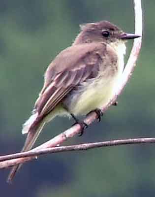 art, binoculars, bird, bird watching, birder, birdwatching, C and O Canal, C&O Canal, camera, camping, Class: Aves, Dark grayish brown back and head, DC, Dick Maley, digiscoping, Digital Camera, Eastern Phoebe, fee-bee, first banded bird in North America, Fuji Digital Camera S9600, Google Images, hiking, Hughes Hollow, Hunting Quarter Road, images, information, John James Audubon, Lighter underparts, loner, Marsh, Maryland, mating, MD, Montgomery County, nature, No eyering or conspicuous wingbars, North America, photo, photograph, photography, Photoshop, picture, Poolesville, Potomac, Potomac Maryland, refractor, Richard Maley, river, Sexes alike, Small songbird, species, telephoto, telescope, USA, Wags tail, Washington, Wetlands