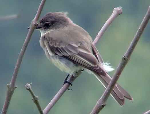 art, binoculars, bird, bird watching, birder, birdwatching, C and O Canal, C&O Canal, camera, camping, Class: Aves, Dark grayish brown back and head, DC, Dick Maley, digiscoping, Digital Camera, Eastern Phoebe, fee-bee, first banded bird in North America, Fuji Digital Camera S9600, Google Images, hiking, Hughes Hollow, Hunting Quarter Road, images, information, John James Audubon, Lighter underparts, loner, Marsh, Maryland, mating, MD, Montgomery County, nature, No eyering or conspicuous wingbars, North America, photo, photograph, photography, Photoshop, picture, Poolesville, Potomac, Potomac Maryland, refractor, Richard Maley, river, Sexes alike, Small songbird, species, telephoto, telescope, USA, Wags tail, Washington, Wetlands