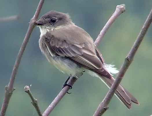 art, binoculars, bird, bird watching, birder, birdwatching, C and O Canal, C&O Canal, camera, camping, Class: Aves, Dark grayish brown back and head, DC, Dick Maley, digiscoping, Digital Camera, Eastern Phoebe, fee-bee, first banded bird in North America, Fuji Digital Camera S9600, Google Images, hiking, Hughes Hollow, Hunting Quarter Road, images, information, John James Audubon, Lighter underparts, loner, Marsh, Maryland, mating, MD, Montgomery County, nature, No eyering or conspicuous wingbars, North America, photo, photograph, photography, Photoshop, picture, Poolesville, Potomac, Potomac Maryland, refractor, Richard Maley, river, Sexes alike, Small songbird, species, telephoto, telescope, USA, Wags tail, Washington, Wetlands