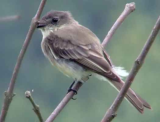 art, binoculars, bird, bird watching, birder, birdwatching, C and O Canal, C&O Canal, camera, camping, Class: Aves, Dark grayish brown back and head, DC, Dick Maley, digiscoping, Digital Camera, Eastern Phoebe, fee-bee, first banded bird in North America, Fuji Digital Camera S9600, Google Images, hiking, Hughes Hollow, Hunting Quarter Road, images, information, John James Audubon, Lighter underparts, loner, Marsh, Maryland, mating, MD, Montgomery County, nature, No eyering or conspicuous wingbars, North America, photo, photograph, photography, Photoshop, picture, Poolesville, Potomac, Potomac Maryland, refractor, Richard Maley, river, Sexes alike, Small songbird, species, telephoto, telescope, USA, Wags tail, Washington, Wetlands