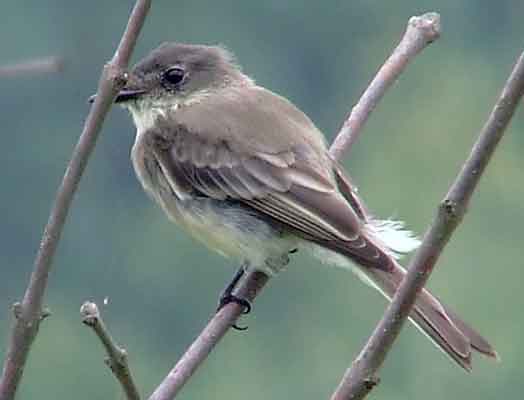 art, binoculars, bird, bird watching, birder, birdwatching, C and O Canal, C&O Canal, camera, camping, Class: Aves, Dark grayish brown back and head, DC, Dick Maley, digiscoping, Digital Camera, Eastern Phoebe, fee-bee, first banded bird in North America, Fuji Digital Camera S9600, Google Images, hiking, Hughes Hollow, Hunting Quarter Road, images, information, John James Audubon, Lighter underparts, loner, Marsh, Maryland, mating, MD, Montgomery County, nature, No eyering or conspicuous wingbars, North America, photo, photograph, photography, Photoshop, picture, Poolesville, Potomac, Potomac Maryland, refractor, Richard Maley, river, Sexes alike, Small songbird, species, telephoto, telescope, USA, Wags tail, Washington, Wetlands