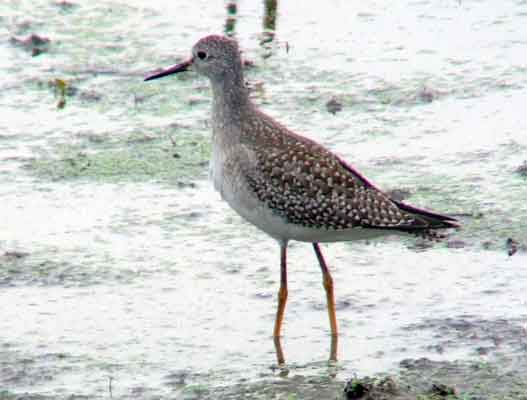 bird watching, C and O Canal, DC, Dick Maley, display, Fuji Digital Camera S9600, Hughes Hollow, Hunting Quarter Road, Marsh, Maryland, MD, Montgomery County, North America, photography, Poolesville, Potomac, Richard Maley, river, USA, Washington, Wetlands, Google Images, Lesser Yellowlegs