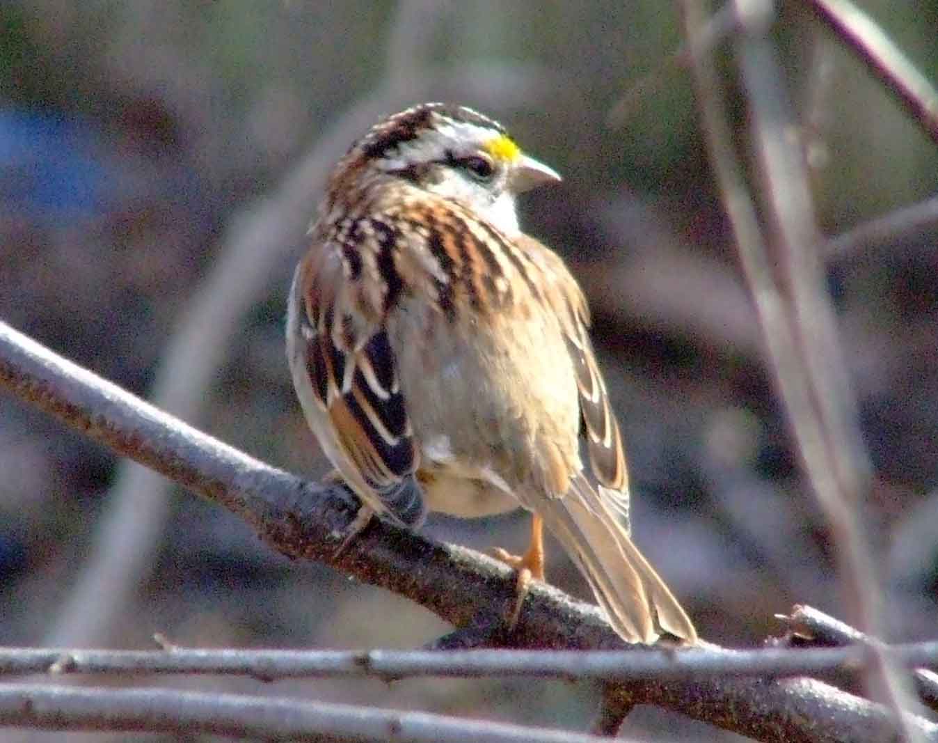 bird watching, C and O Canal, DC, Dick Maley, display, Fuji Digital Camera S9600, Hughes Hollow, Hunting Quarter Road, Marsh, Maryland, MD, Montgomery County, North America, photography, Poolesville, Potomac, Richard Maley, river, USA, Washington, Wetlands, Google Images, White-throated Sparrow