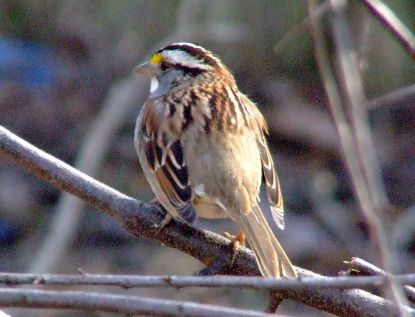 bird watching, C and O Canal, DC, Dick Maley, display, Fuji Digital Camera S9600, Hughes Hollow, Hunting Quarter Road, Marsh, Maryland, MD, Montgomery County, North America, photography, Poolesville, Potomac, Richard Maley, river, USA, Washington, Wetlands, Google Images, White-throated Sparrow