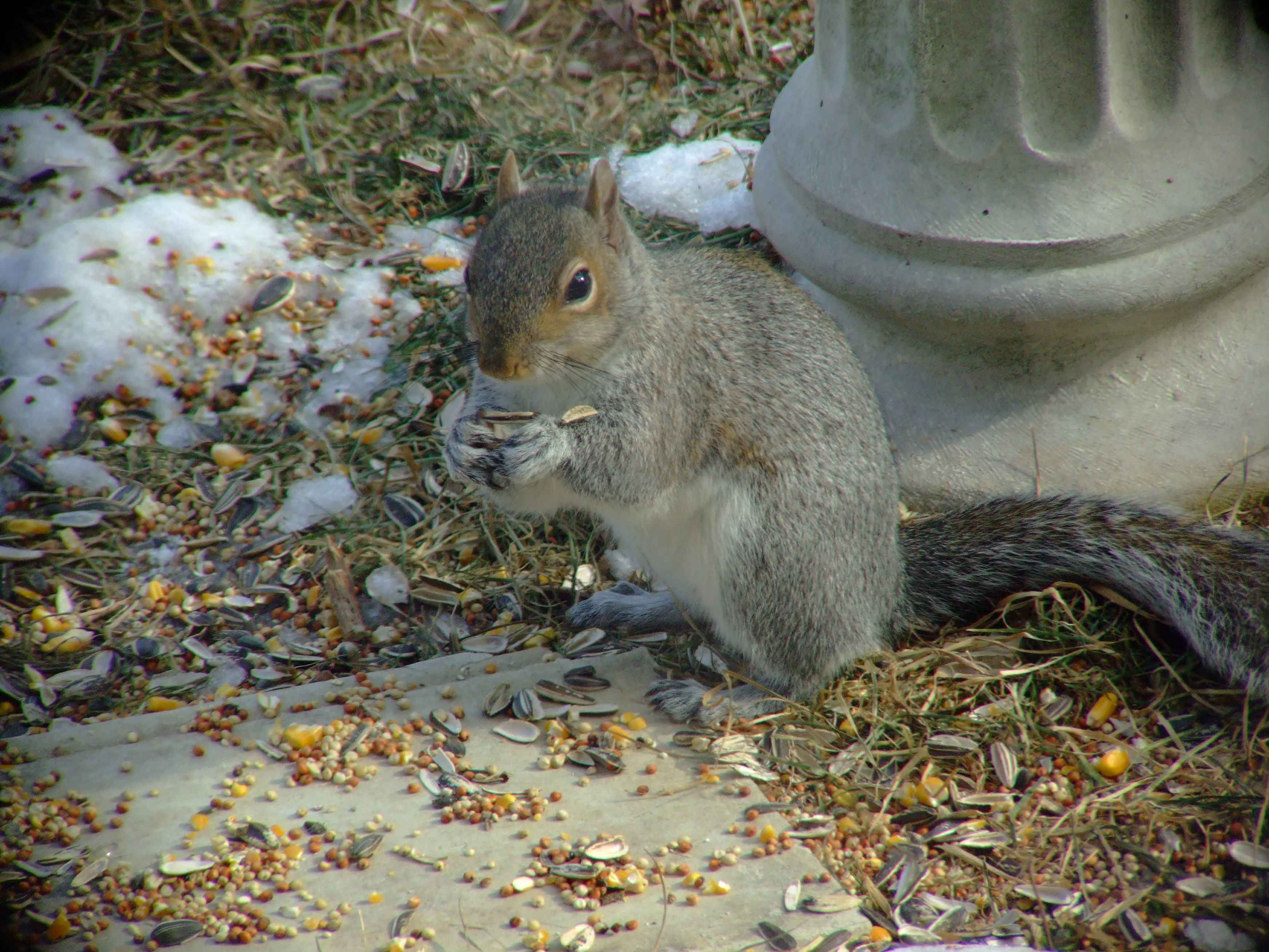 bird feeders, bird food, bird watching, C and O Canal, DC, Dick Maley, display, fancy rat, fluffy tail, Fuji Digital Camera S9600, Google Images, Hughes Hollow, Hunting Quarter Road, Marsh, Maryland, MD, Montgomery County, nature, North America, pests, photography, Poolesville, Potomac, Richard Maley, river, Squirrel, squirrel proof, USA, Washington, Wetlands