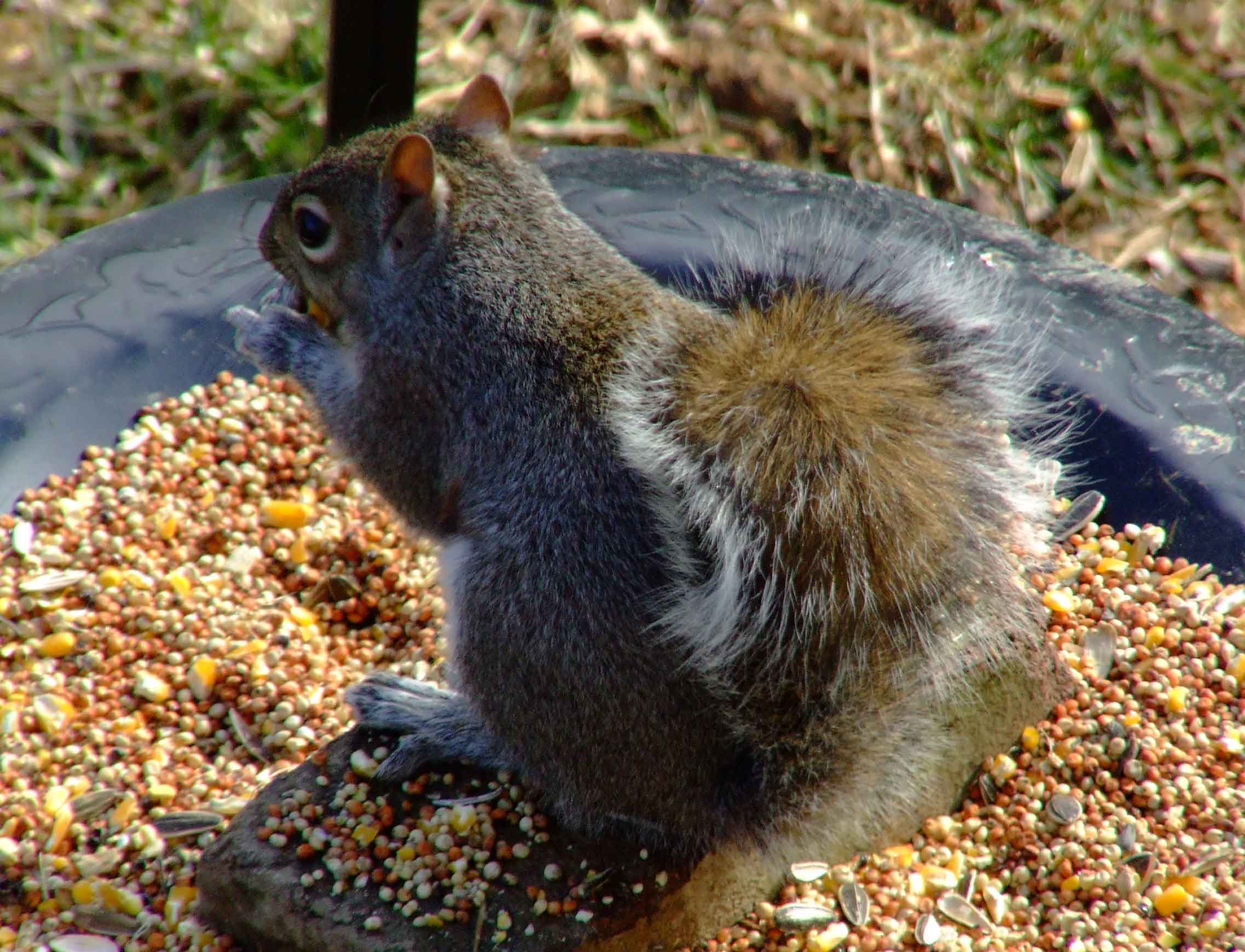 bird feeders, bird food, bird watching, C and O Canal, DC, Dick Maley, display, fancy rat, fluffy tail, Fuji Digital Camera S9600, Google Images, Hughes Hollow, Hunting Quarter Road, Marsh, Maryland, MD, Montgomery County, nature, North America, pests, photography, Poolesville, Potomac, Richard Maley, river, Squirrel, squirrel proof, USA, Washington, Wetlands