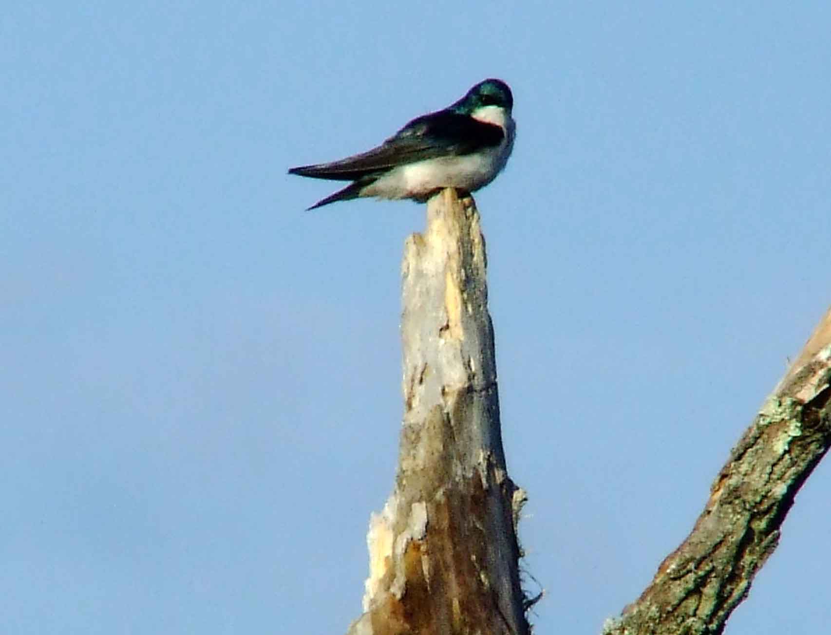 bird watching, C and O Canal, DC, Dick Maley, display, Fuji Digital Camera S9600, Hughes Hollow, Hunting Quarter Road, Marsh, Maryland, MD, Montgomery County, North America, photography, Poolesville, Potomac, Richard Maley, river, USA, Washington, Wetlands, Google Images, Tree Swallow