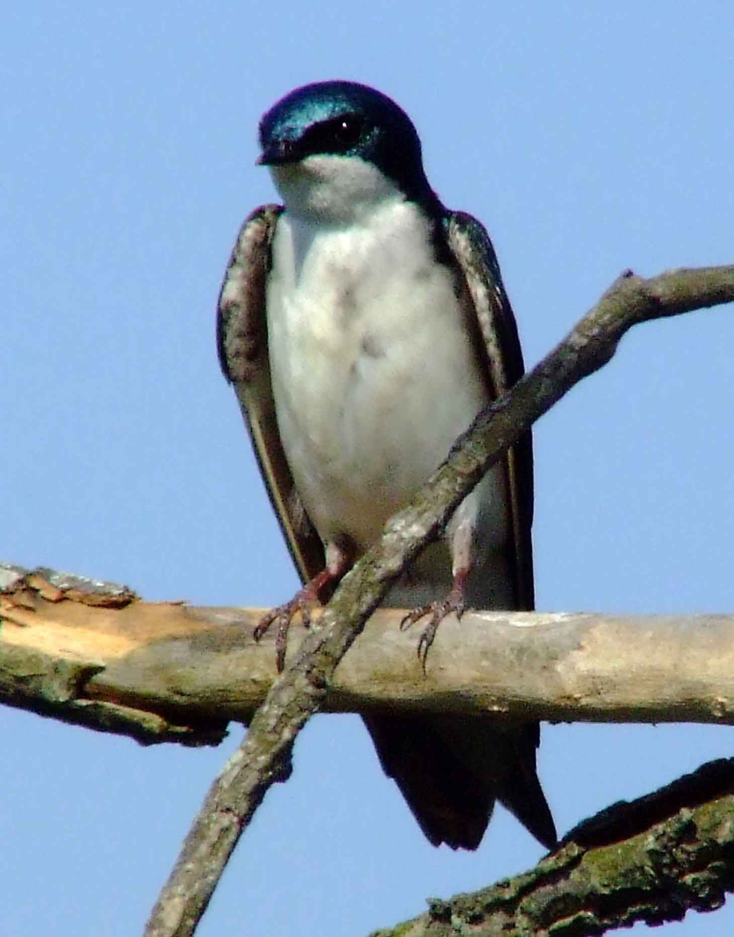 bird watching, C and O Canal, DC, Dick Maley, display, Fuji Digital Camera S9600, Hughes Hollow, Hunting Quarter Road, Marsh, Maryland, MD, Montgomery County, North America, photography, Poolesville, Potomac, Richard Maley, river, USA, Washington, Wetlands, Google Images, Tree Swallow