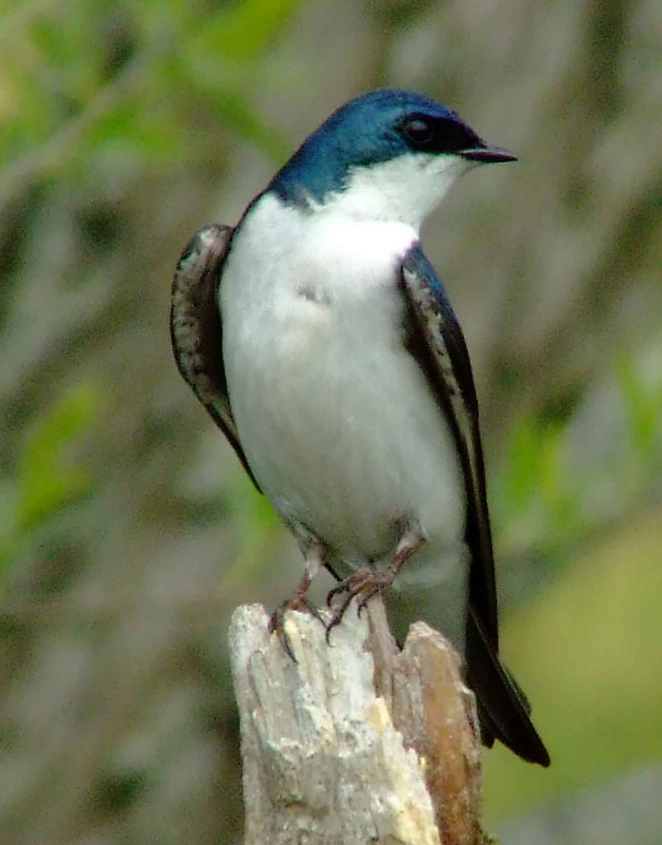 bird watching, C and O Canal, DC, Dick Maley, display, Fuji Digital Camera S9600, Hughes Hollow, Hunting Quarter Road, Marsh, Maryland, MD, Montgomery County, North America, photography, Poolesville, Potomac, Richard Maley, river, USA, Washington, Wetlands, Google Images, Tree Swallow