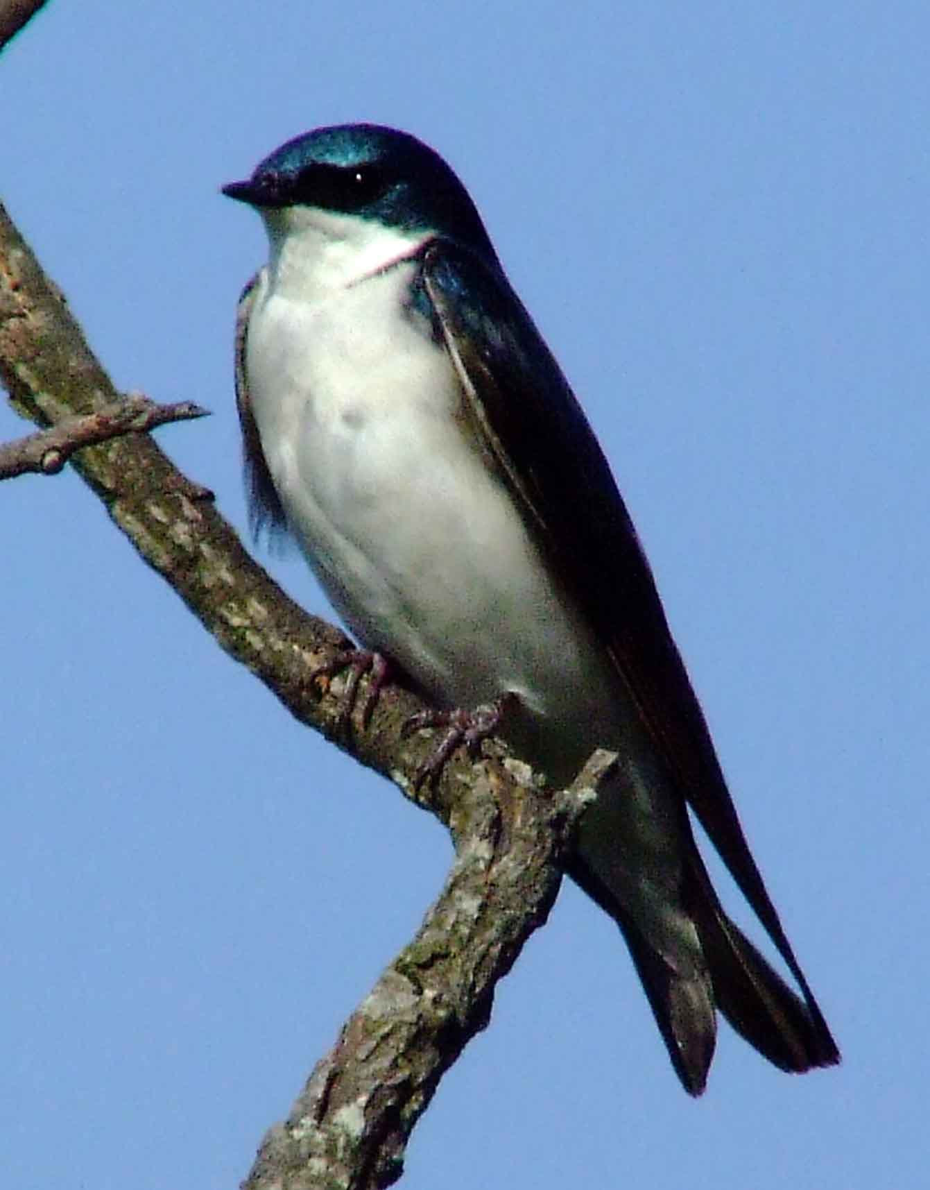 bird watching, C and O Canal, DC, Dick Maley, display, Fuji Digital Camera S9600, Hughes Hollow, Hunting Quarter Road, Marsh, Maryland, MD, Montgomery County, North America, photography, Poolesville, Potomac, Richard Maley, river, USA, Washington, Wetlands, Google Images, Tree Swallow