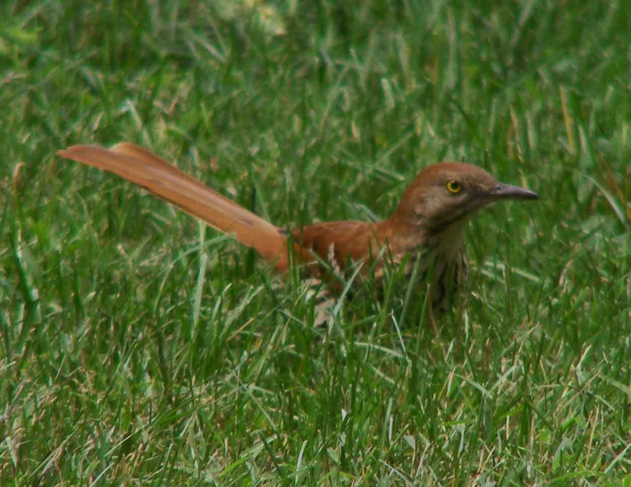 bird watching, C and O Canal, DC, Dick Maley, display, Fuji Digital Camera S9600, Hughes Hollow, Hunting Quarter Road, Marsh, Maryland, MD, Montgomery County, North America, photography, Poolesville, Potomac, Richard Maley, river, USA, Washington, Wetlands, Google Images, Brown Thrasher