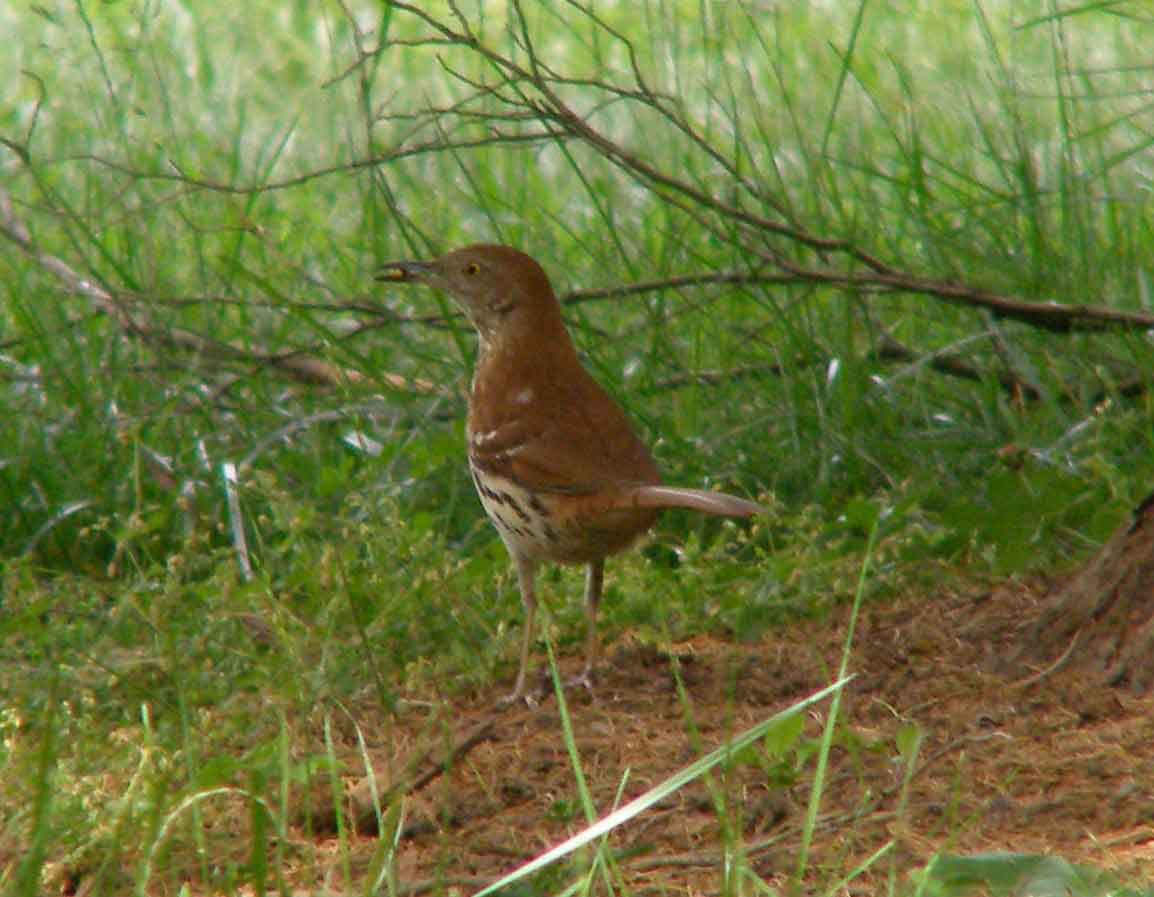 bird watching, C and O Canal, DC, Dick Maley, display, Fuji Digital Camera S9600, Hughes Hollow, Hunting Quarter Road, Marsh, Maryland, MD, Montgomery County, North America, photography, Poolesville, Potomac, Richard Maley, river, USA, Washington, Wetlands, Google Images, Brown Thrasher