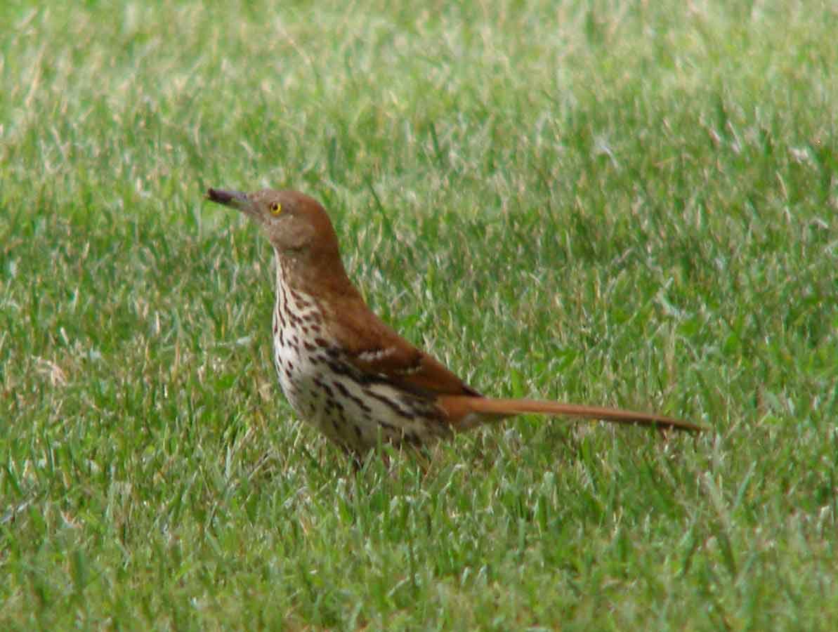 bird watching, C and O Canal, DC, Dick Maley, display, Fuji Digital Camera S9600, Hughes Hollow, Hunting Quarter Road, Marsh, Maryland, MD, Montgomery County, North America, photography, Poolesville, Potomac, Richard Maley, river, USA, Washington, Wetlands, Google Images, Brown Thrasher