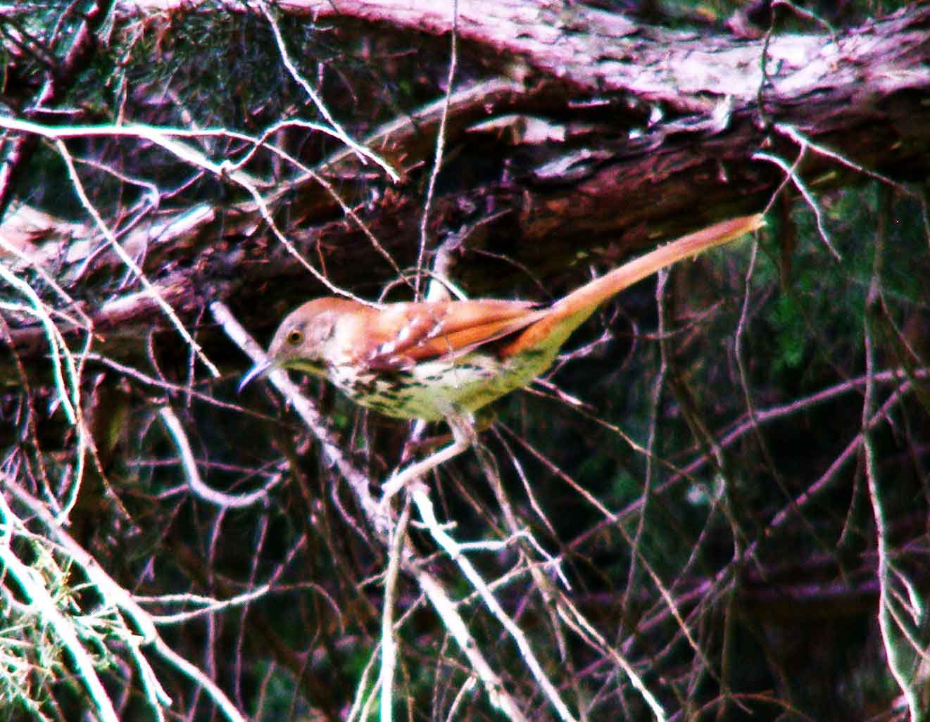 bird watching, C and O Canal, DC, Dick Maley, display, Fuji Digital Camera S9600, Hughes Hollow, Hunting Quarter Road, Marsh, Maryland, MD, Montgomery County, North America, photography, Poolesville, Potomac, Richard Maley, river, USA, Washington, Wetlands, Google Images, Brown Thrasher