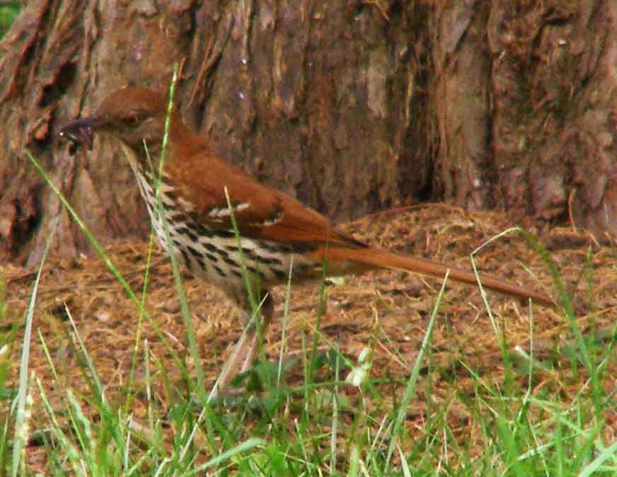 bird watching, C and O Canal, DC, Dick Maley, display, Fuji Digital Camera S9600, Hughes Hollow, Hunting Quarter Road, Marsh, Maryland, MD, Montgomery County, North America, photography, Poolesville, Potomac, Richard Maley, river, USA, Washington, Wetlands, Google Images, Brown Thrasher