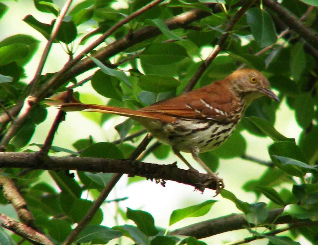 bird watching, C and O Canal, DC, Dick Maley, display, Fuji Digital Camera S9600, Hughes Hollow, Hunting Quarter Road, Marsh, Maryland, MD, Montgomery County, North America, photography, Poolesville, Potomac, Richard Maley, river, USA, Washington, Wetlands, Google Images, Brown Thrasher