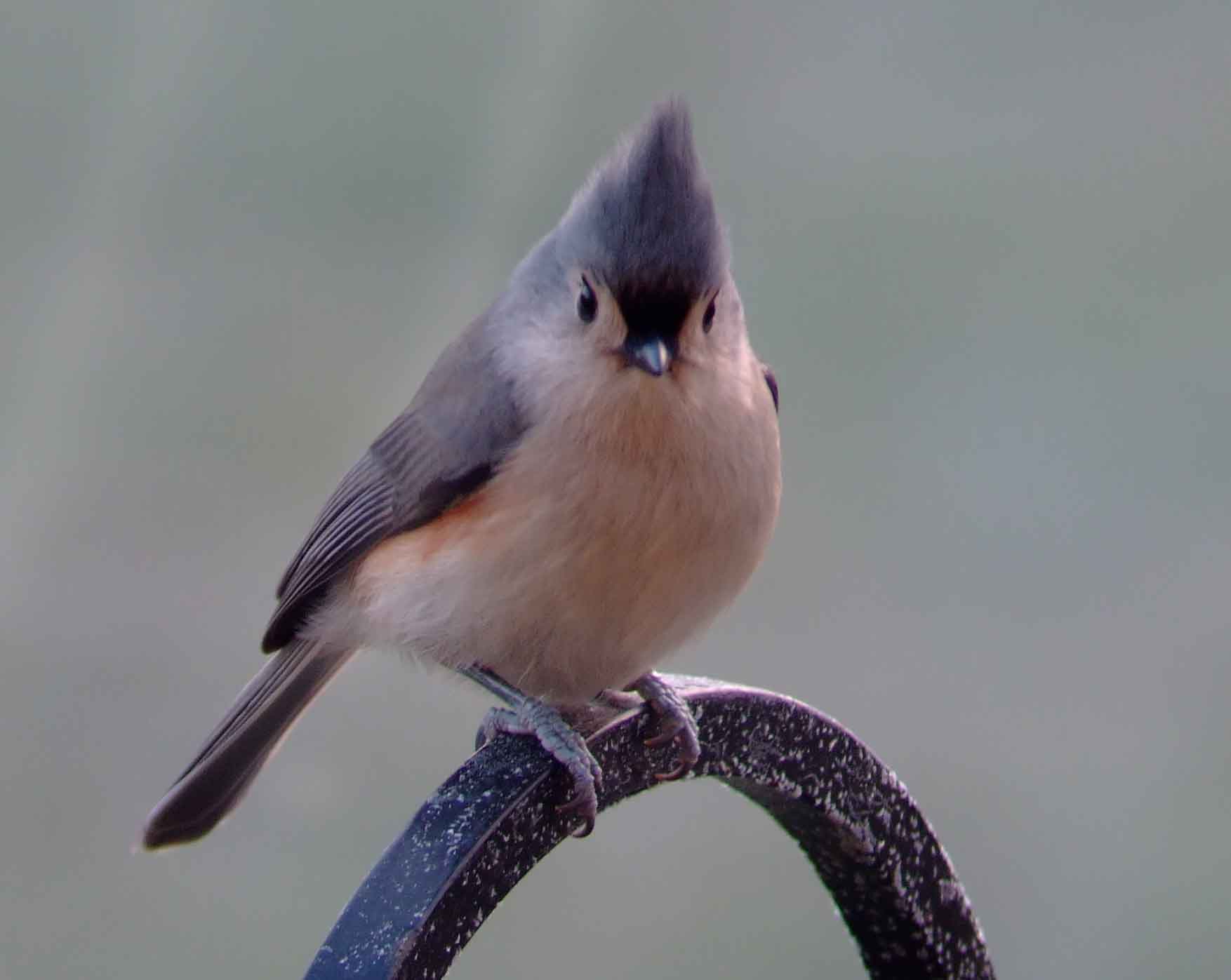 binoculars, bird watching, C&O Canal, camera, carolina wren, Class:Aves, DC, Dick Maley, digiscoping, display, Family:Paridae, focus, Fuji Digital Camera S9600, Genus:Parus, hiking, Hughes Hollow, Hunting Quarter Road, in focus, Infraclass:Neognathae, Infraorder:Passerida, Kingdom:	Animalia, Marsh, Maryland, mating, MD, Montgomery County, nature, North America, Order:Passeriformes, photography, photoshop, Phylum:Chordata, Poolesville, Potomac, Potomac Maryland, refractor, resolution, Richard Maley, ritual, river, sharp, Species:Parus bicolor, Subclass:Neornithes, Suborder:	Passeri, Superorder:Neoaves, telephoto, telescope, tufted titmouse, USA, Washington, Wetlands