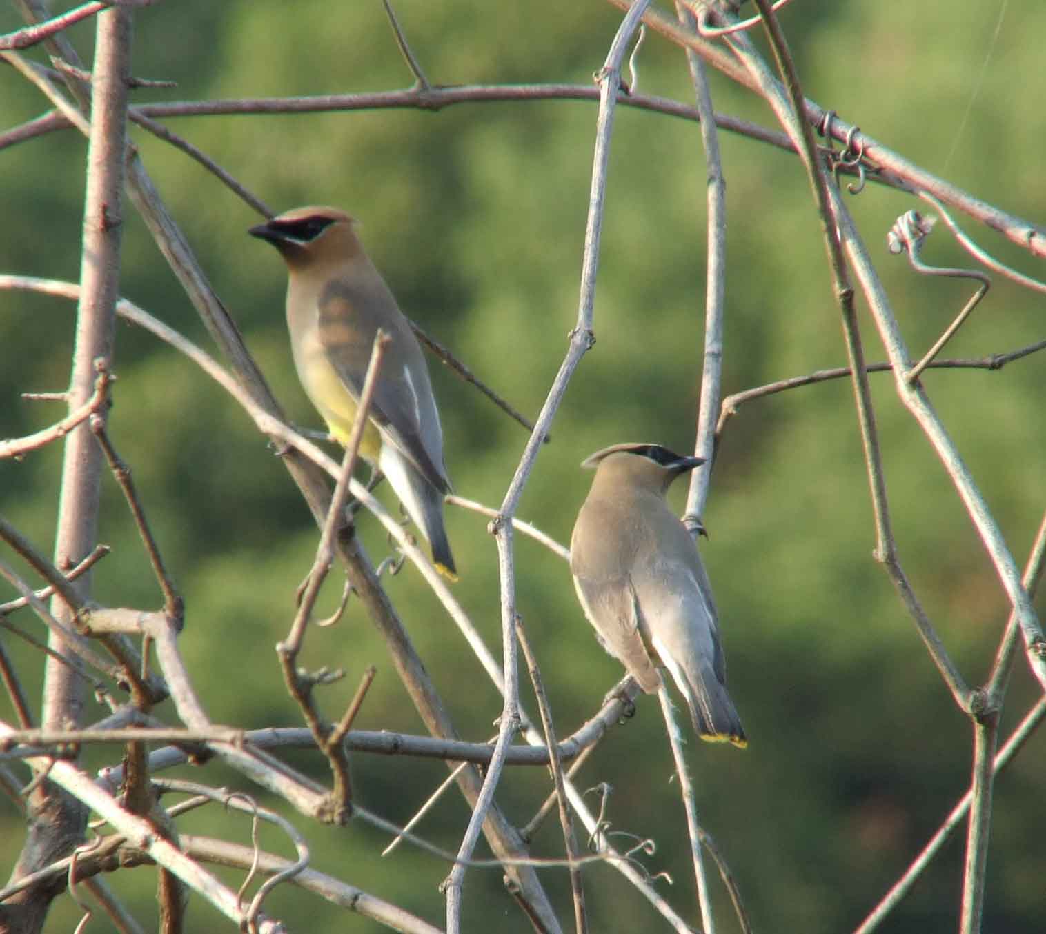 bird watching, C and O Canal, DC, Dick Maley, display, Fuji Digital Camera S9600, Hughes Hollow, Hunting Quarter Road, Marsh, Maryland, MD, Montgomery County, North America, photography, Poolesville, Potomac, Richard Maley, river, USA, Washington, Wetlands, Google Images, Cedar Waxwing