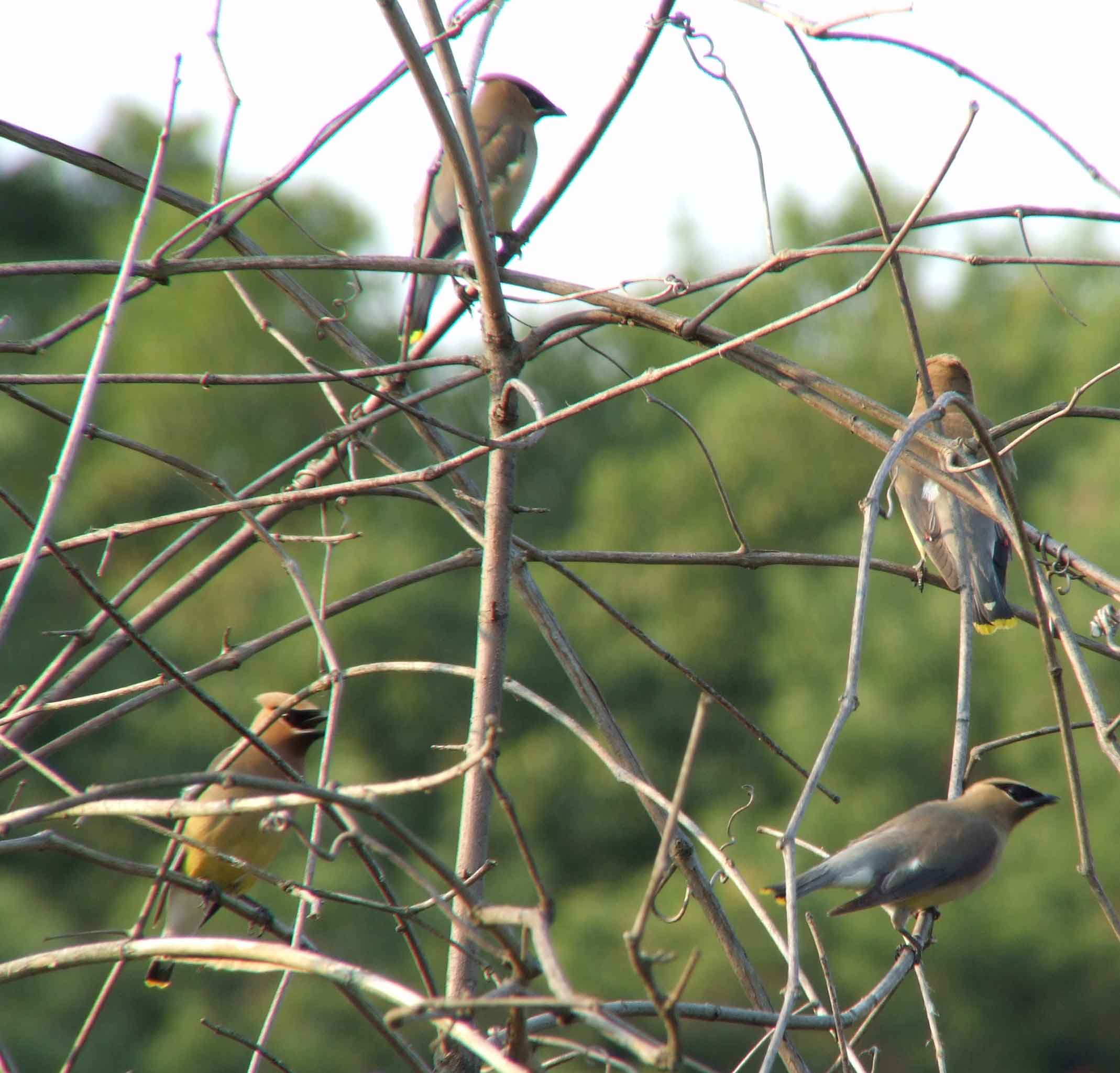 bird watching, C and O Canal, DC, Dick Maley, display, Fuji Digital Camera S9600, Hughes Hollow, Hunting Quarter Road, Marsh, Maryland, MD, Montgomery County, North America, photography, Poolesville, Potomac, Richard Maley, river, USA, Washington, Wetlands, Google Images, Cedar Waxwing