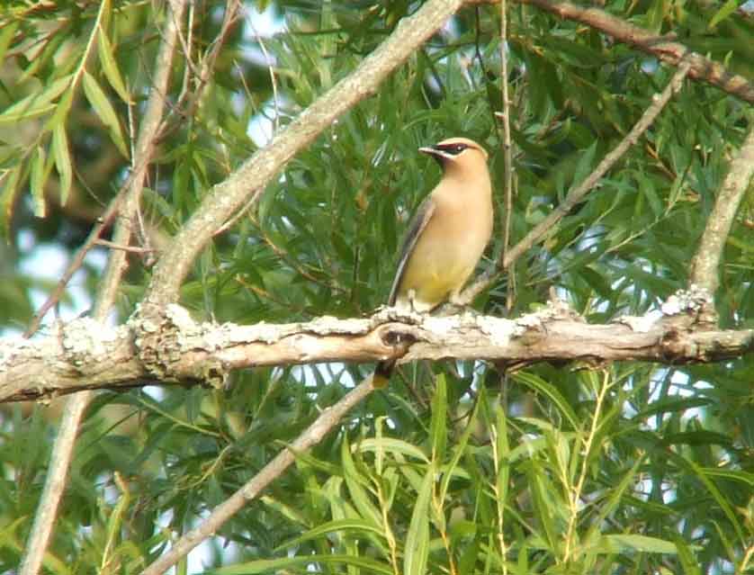 bird watching, C and O Canal, DC, Dick Maley, display, Fuji Digital Camera S9600, Hughes Hollow, Hunting Quarter Road, Marsh, Maryland, MD, Montgomery County, North America, photography, Poolesville, Potomac, Richard Maley, river, USA, Washington, Wetlands, Google Images, Cedar Waxwing