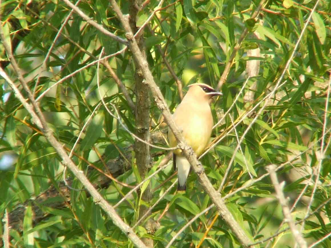 bird watching, C and O Canal, DC, Dick Maley, display, Fuji Digital Camera S9600, Hughes Hollow, Hunting Quarter Road, Marsh, Maryland, MD, Montgomery County, North America, photography, Poolesville, Potomac, Richard Maley, river, USA, Washington, Wetlands, Google Images, Cedar Waxwing