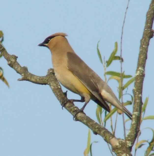 bird watching, C and O Canal, DC, Dick Maley, display, Fuji Digital Camera S9600, Hughes Hollow, Hunting Quarter Road, Marsh, Maryland, MD, Montgomery County, North America, photography, Poolesville, Potomac, Richard Maley, river, USA, Washington, Wetlands, Google Images, Cedar Waxwing