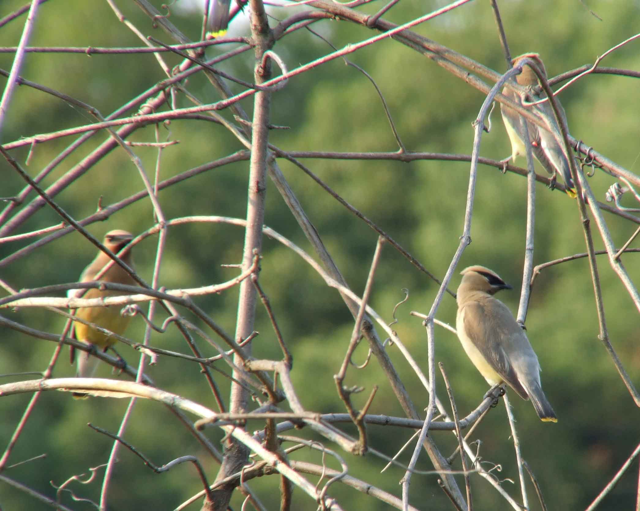 bird watching, C and O Canal, DC, Dick Maley, display, Fuji Digital Camera S9600, Hughes Hollow, Hunting Quarter Road, Marsh, Maryland, MD, Montgomery County, North America, photography, Poolesville, Potomac, Richard Maley, river, USA, Washington, Wetlands, Google Images, Cedar Waxwing