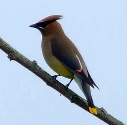 bird watching, C and O Canal, DC, Dick Maley, display, Fuji Digital Camera S9600, Hughes Hollow, Hunting Quarter Road, Marsh, Maryland, MD, Montgomery County, North America, photography, Poolesville, Potomac, Richard Maley, river, USA, Washington, Wetlands, Google Images, Cedar Waxwing