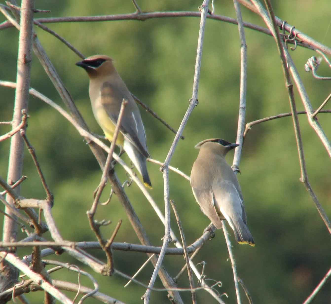 bird watching, C and O Canal, DC, Dick Maley, display, Fuji Digital Camera S9600, Hughes Hollow, Hunting Quarter Road, Marsh, Maryland, MD, Montgomery County, North America, photography, Poolesville, Potomac, Richard Maley, river, USA, Washington, Wetlands, Google Images, Cedar Waxwing